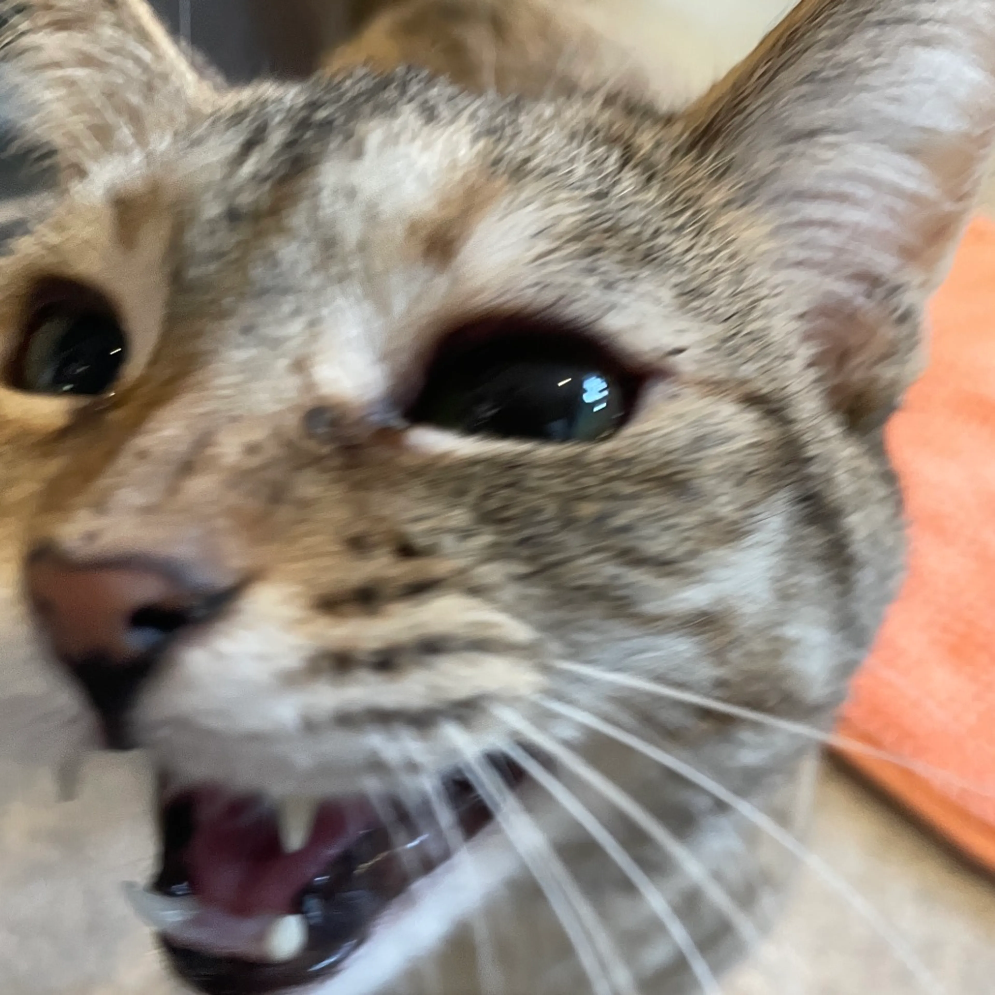 Found pet-4