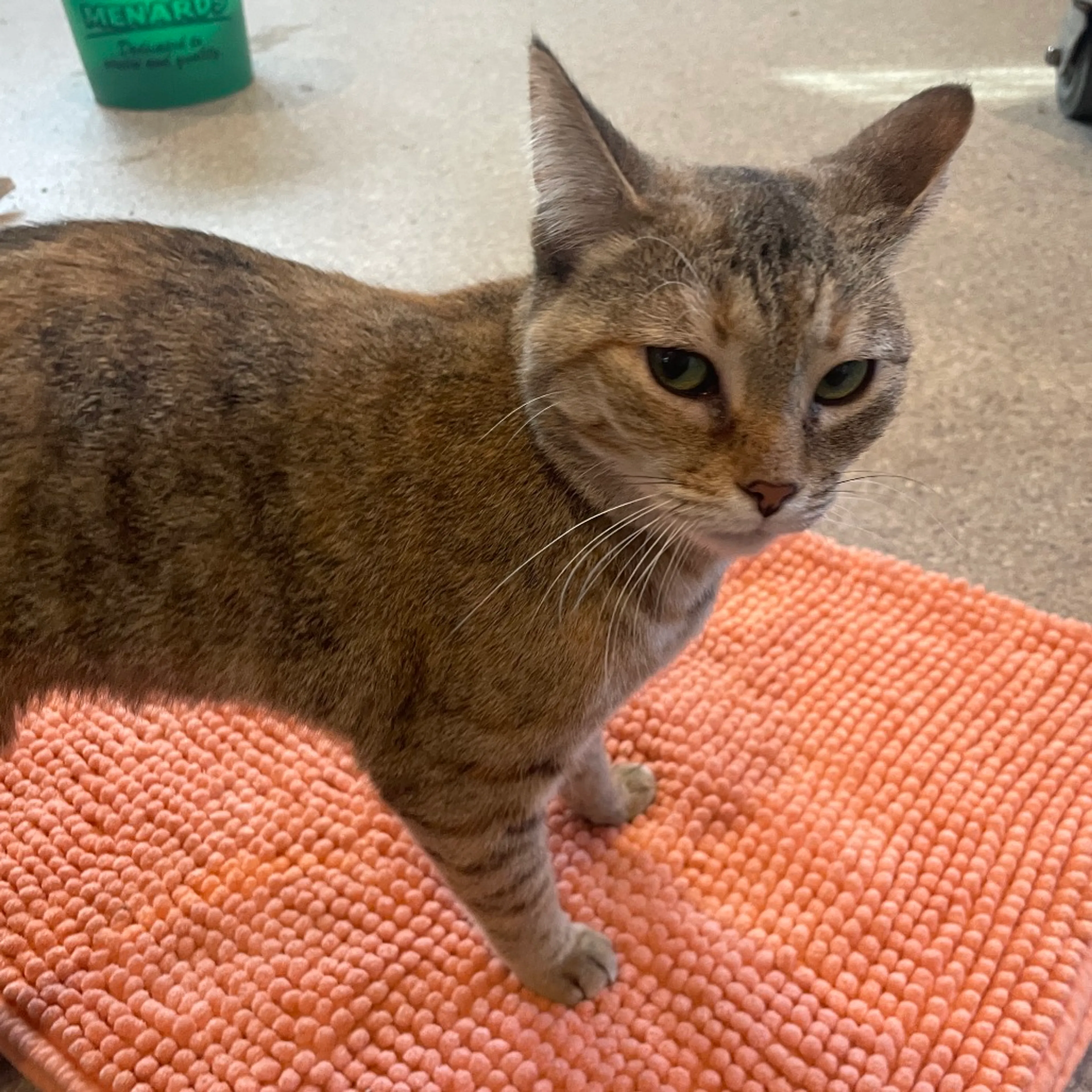 Found pet-2