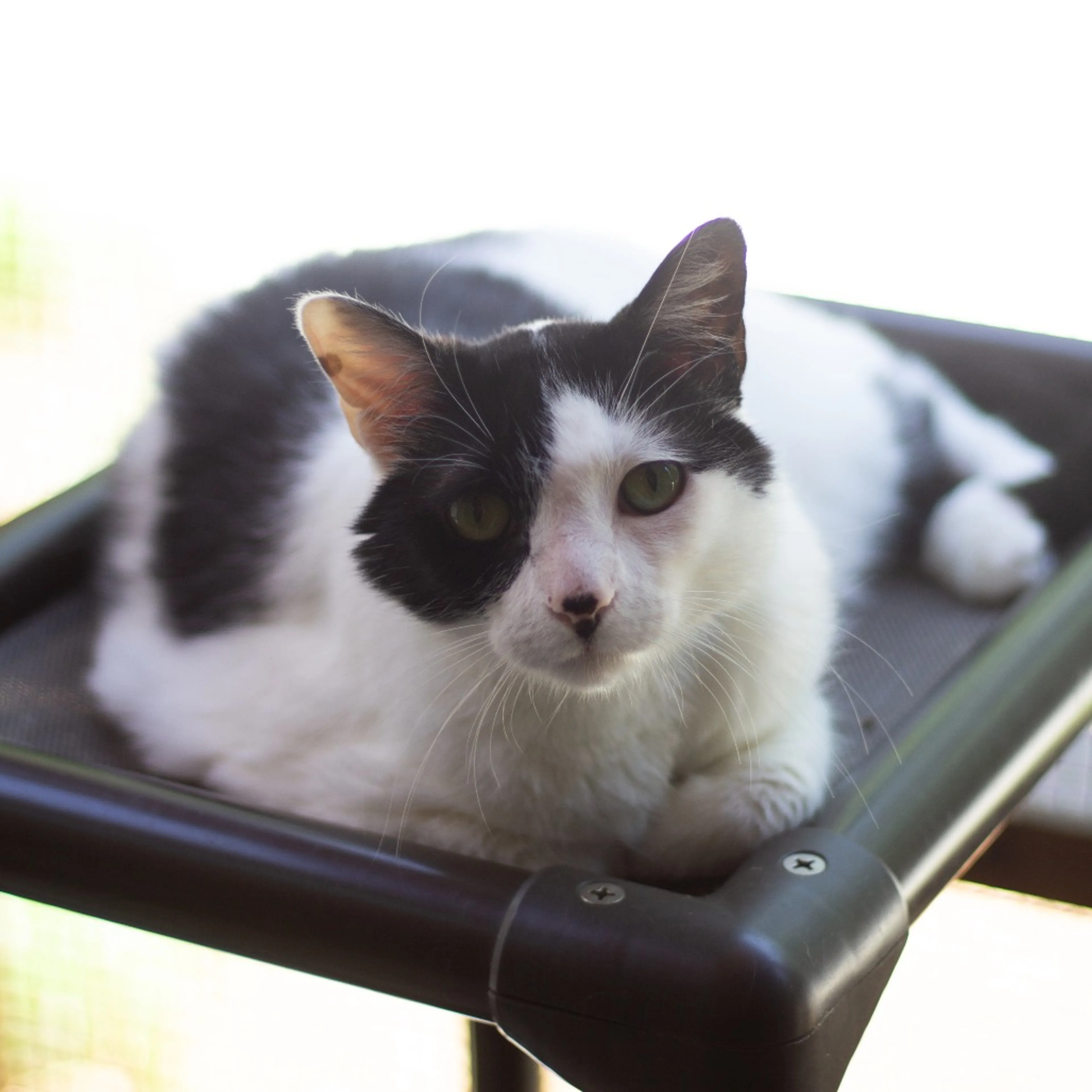 Found pet-2