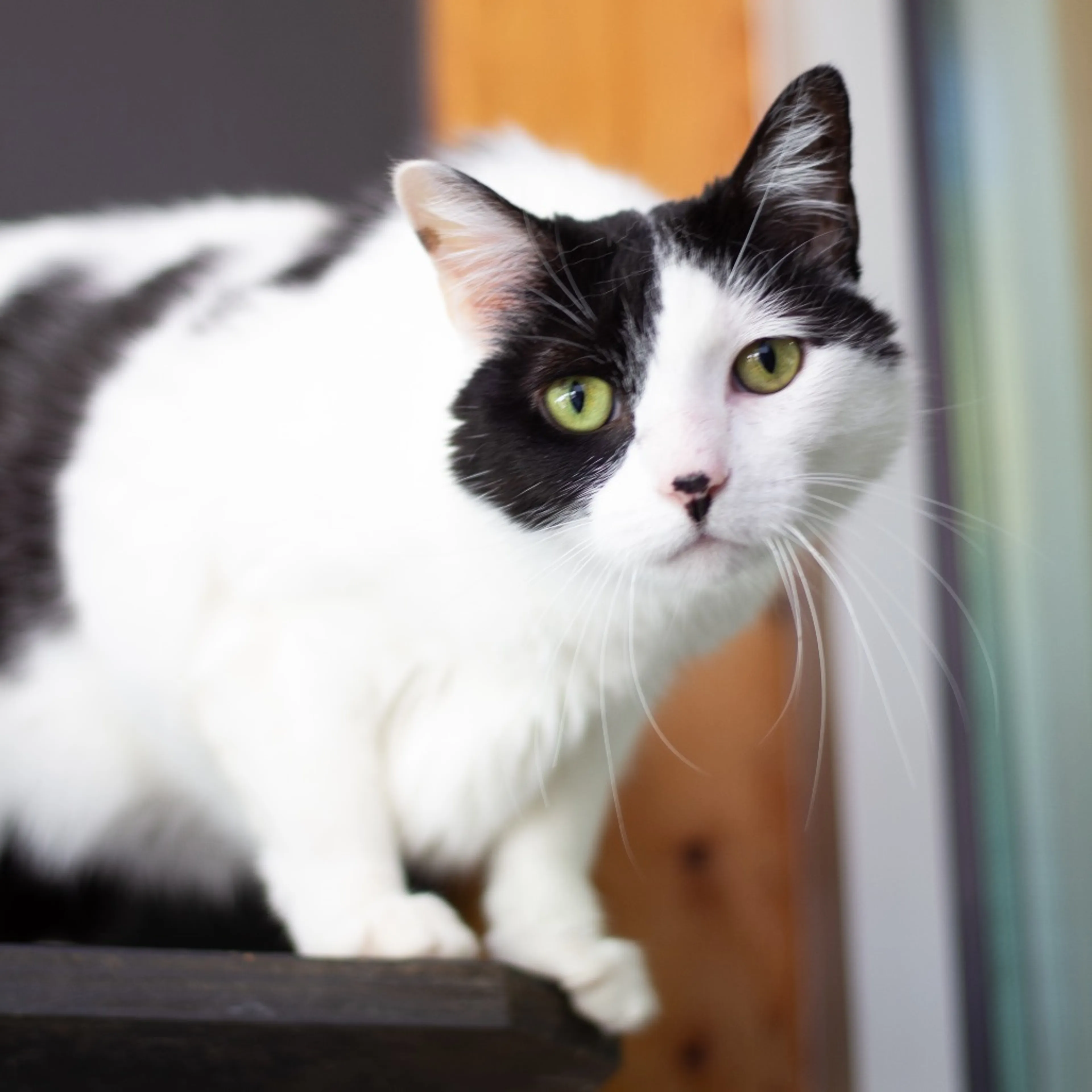 Found pet-1