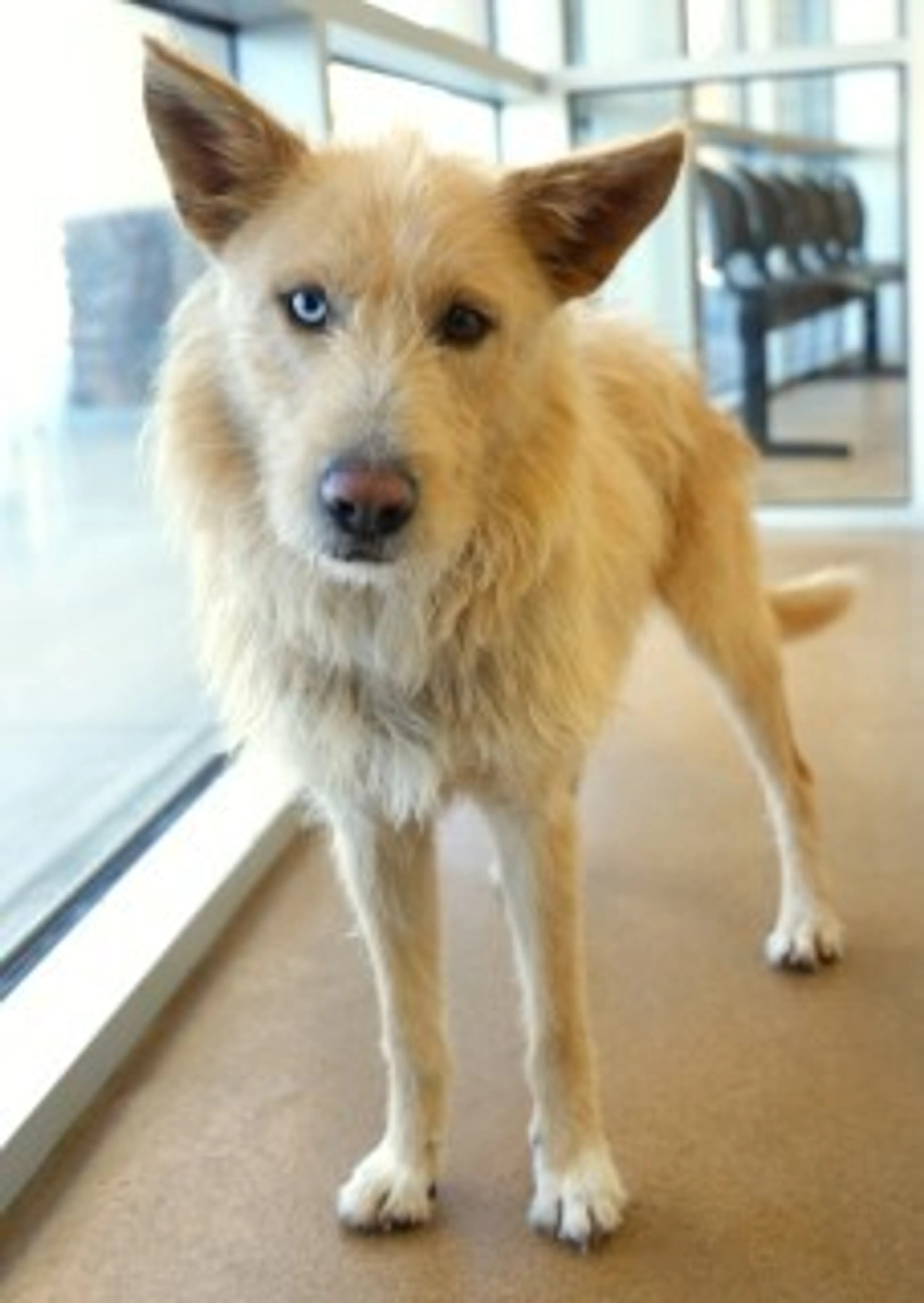 Found pet-2