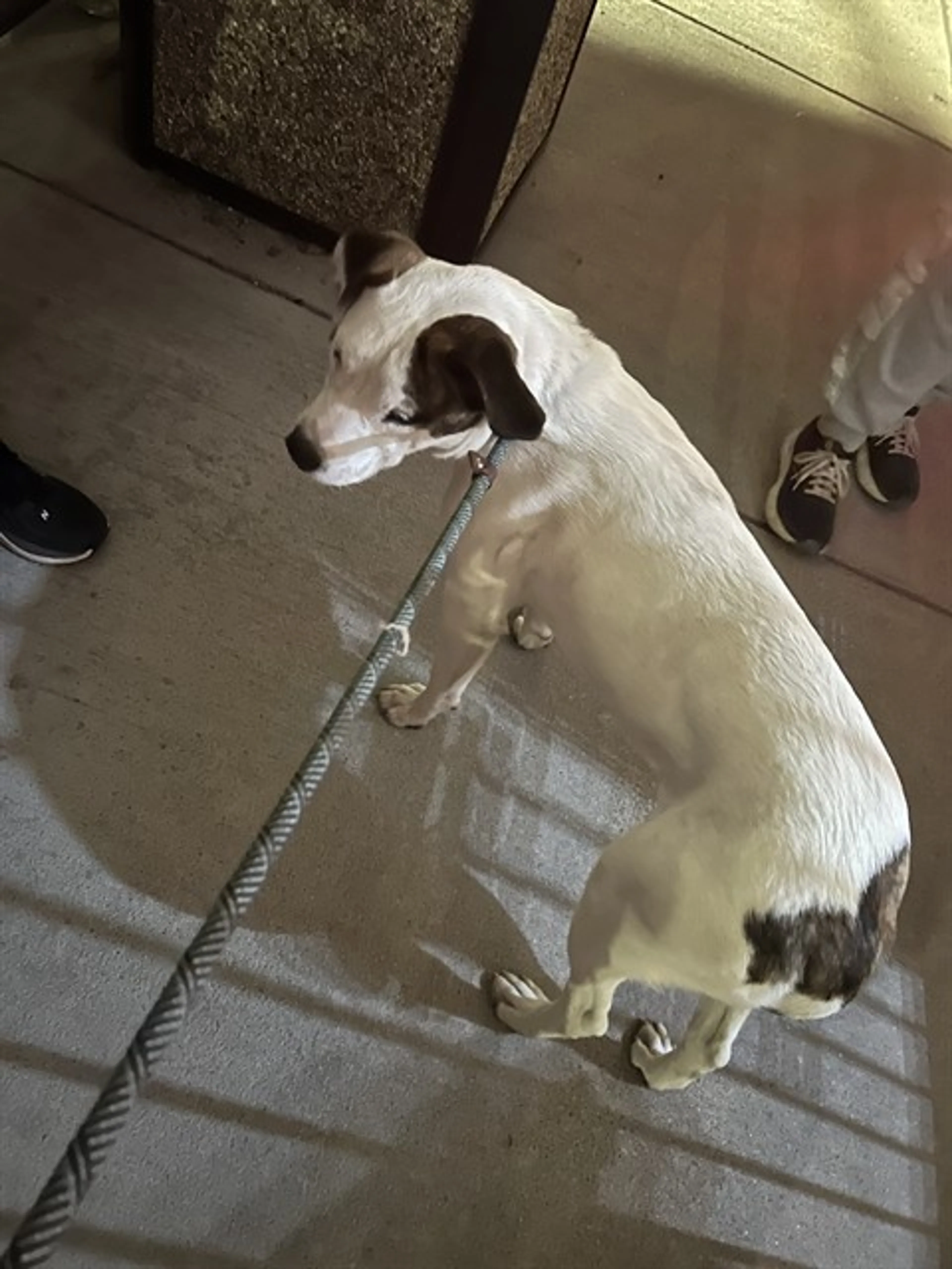Found pet