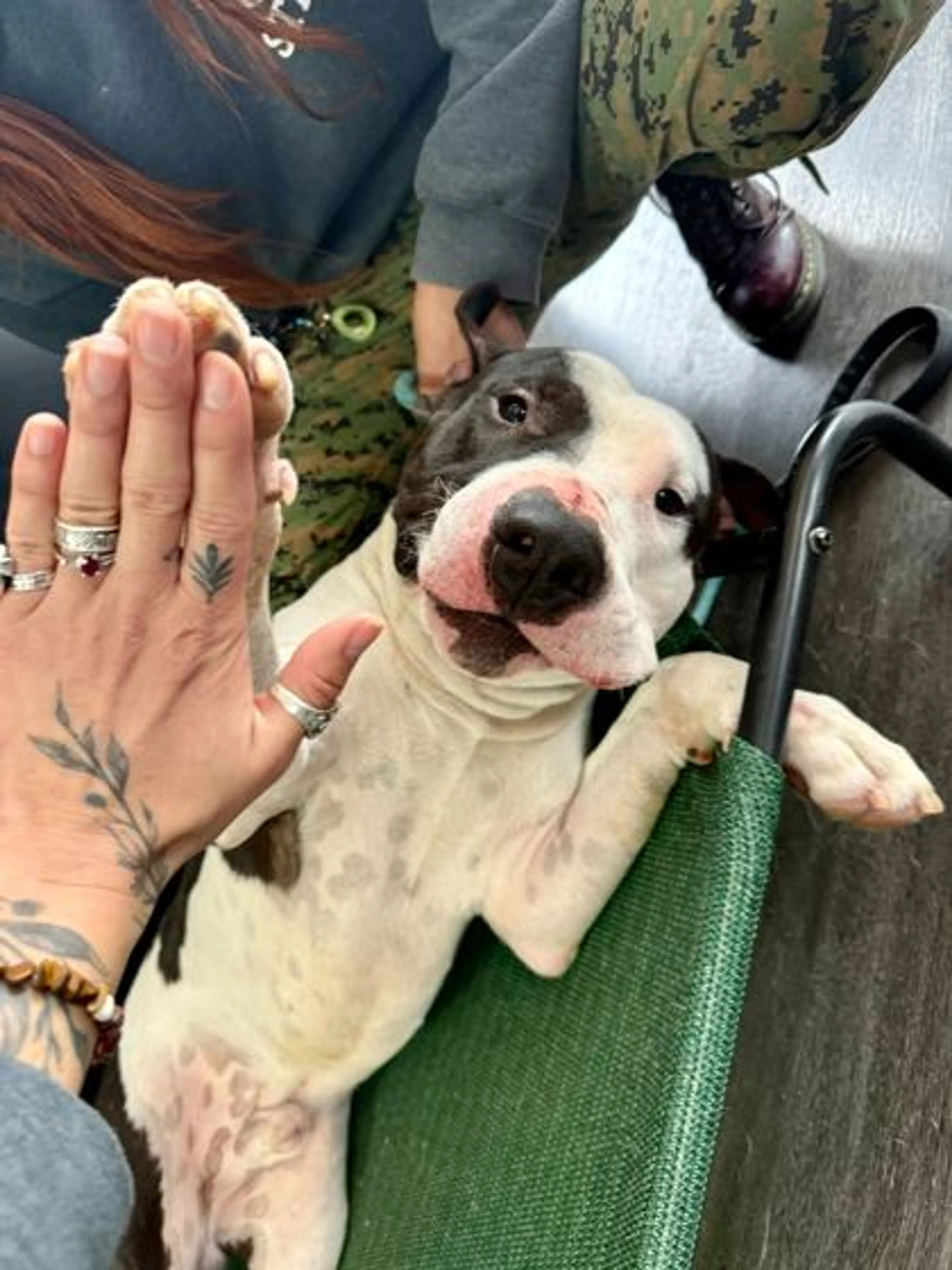 Found pet-1