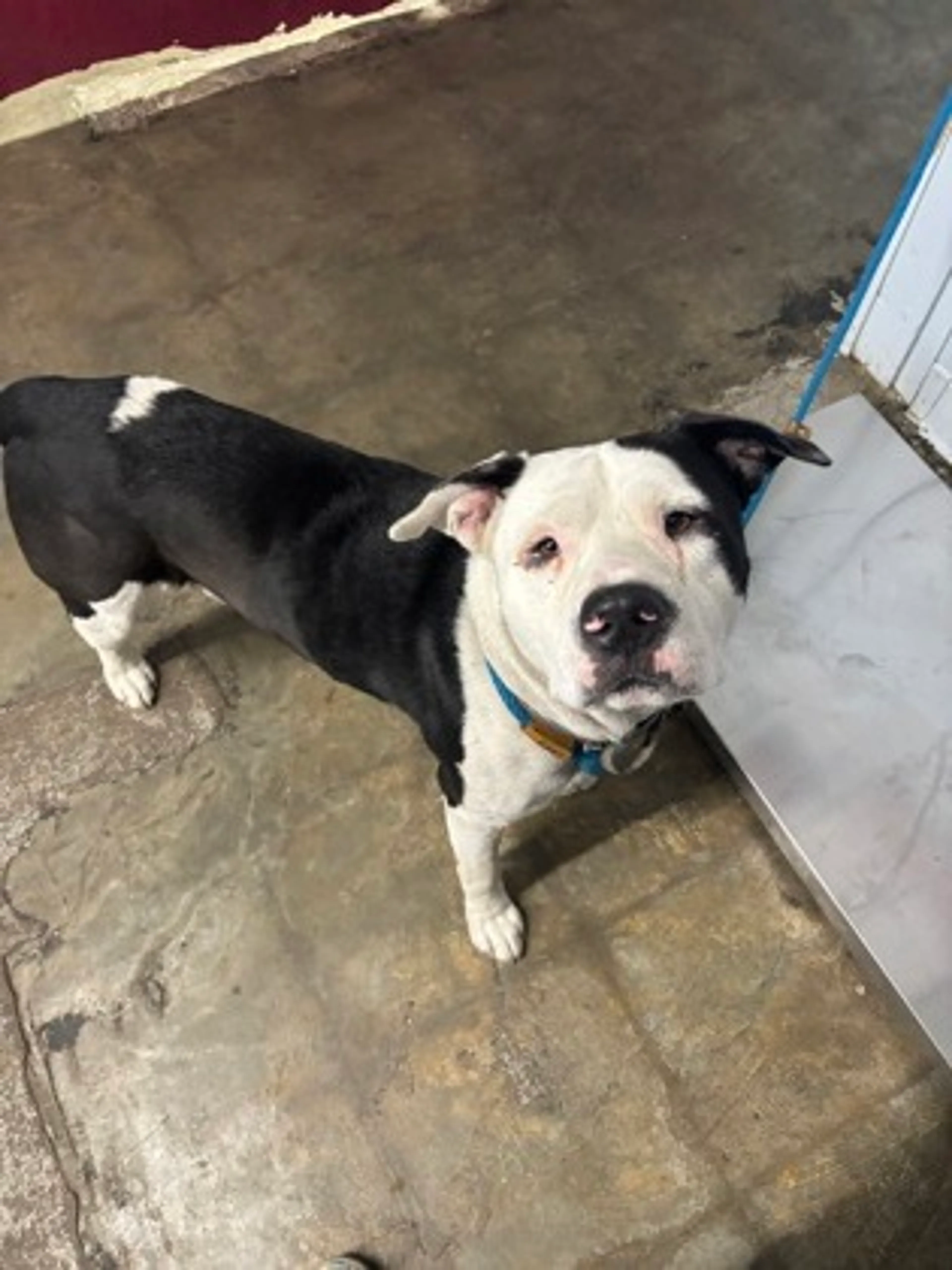 Found pet-1