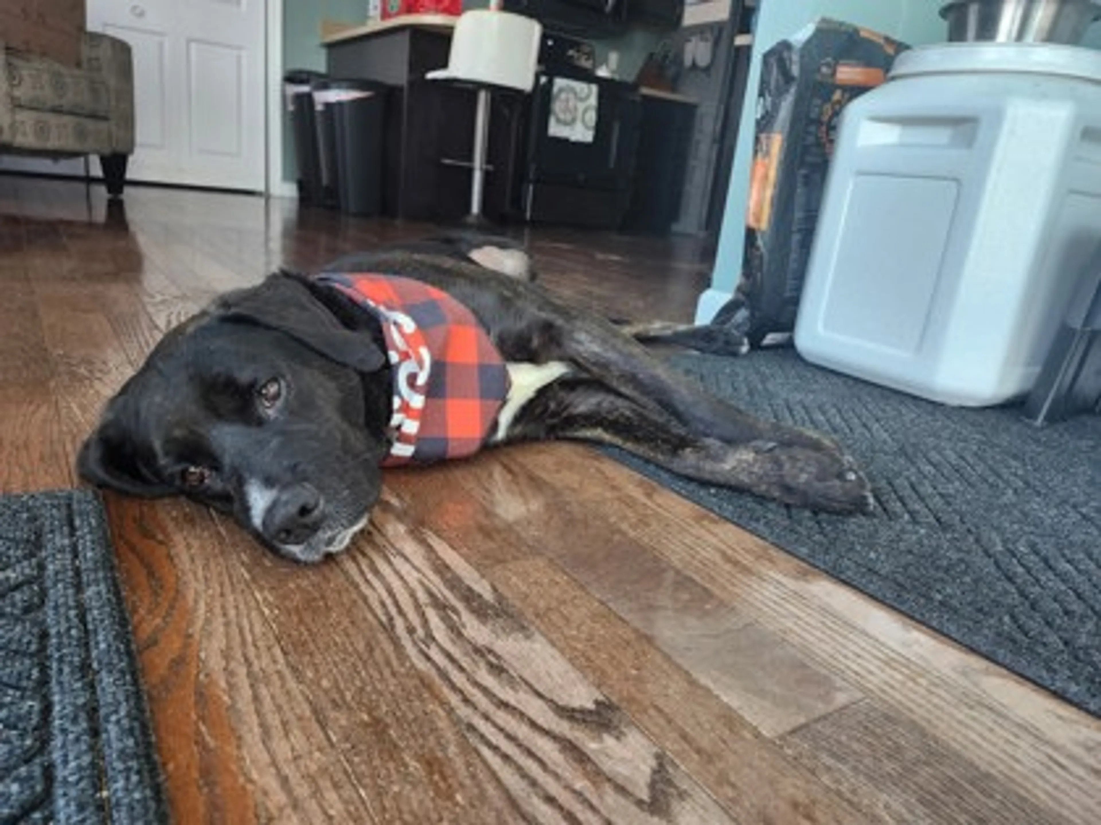 Found pet-1