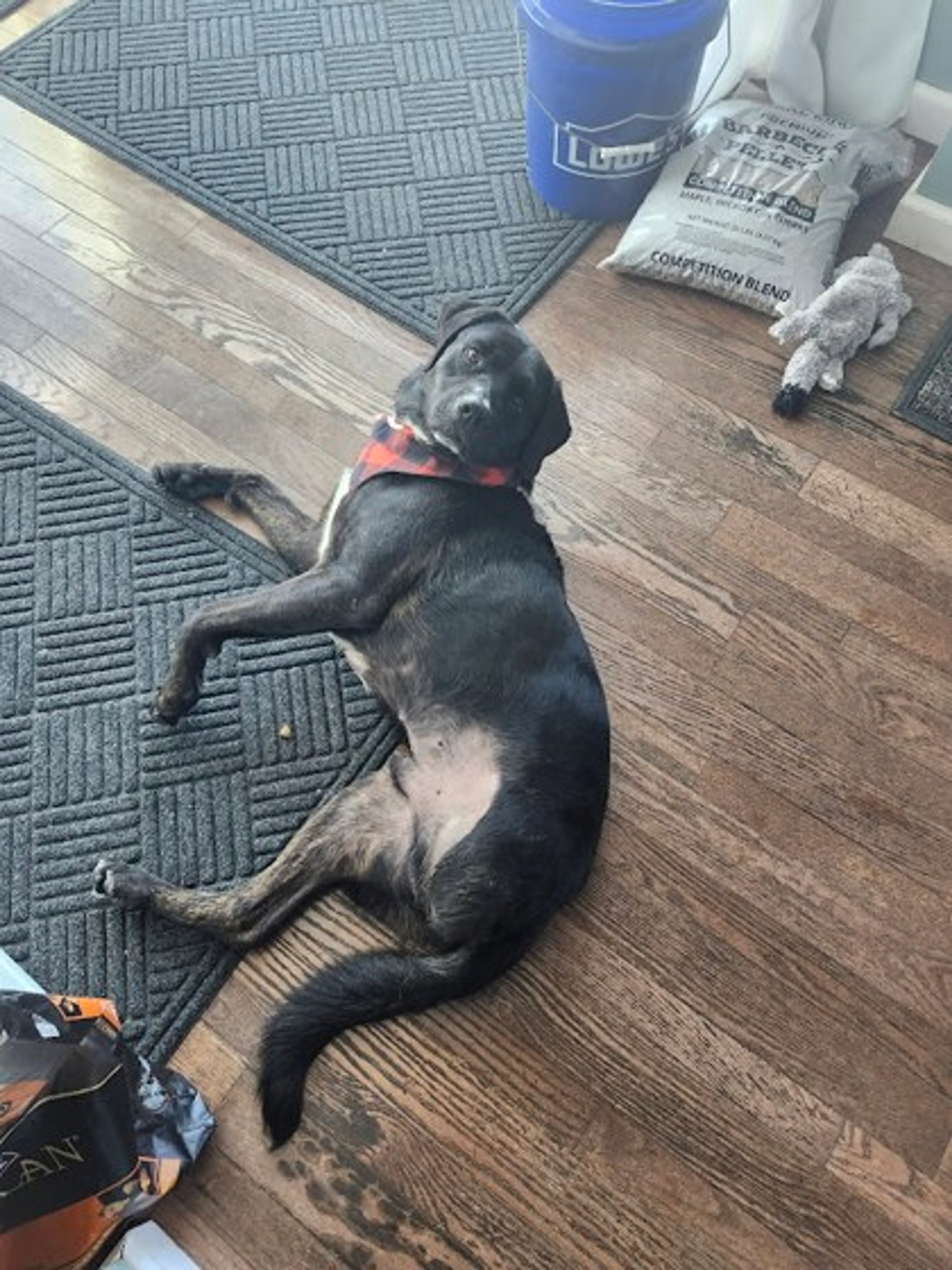 Found pet-2