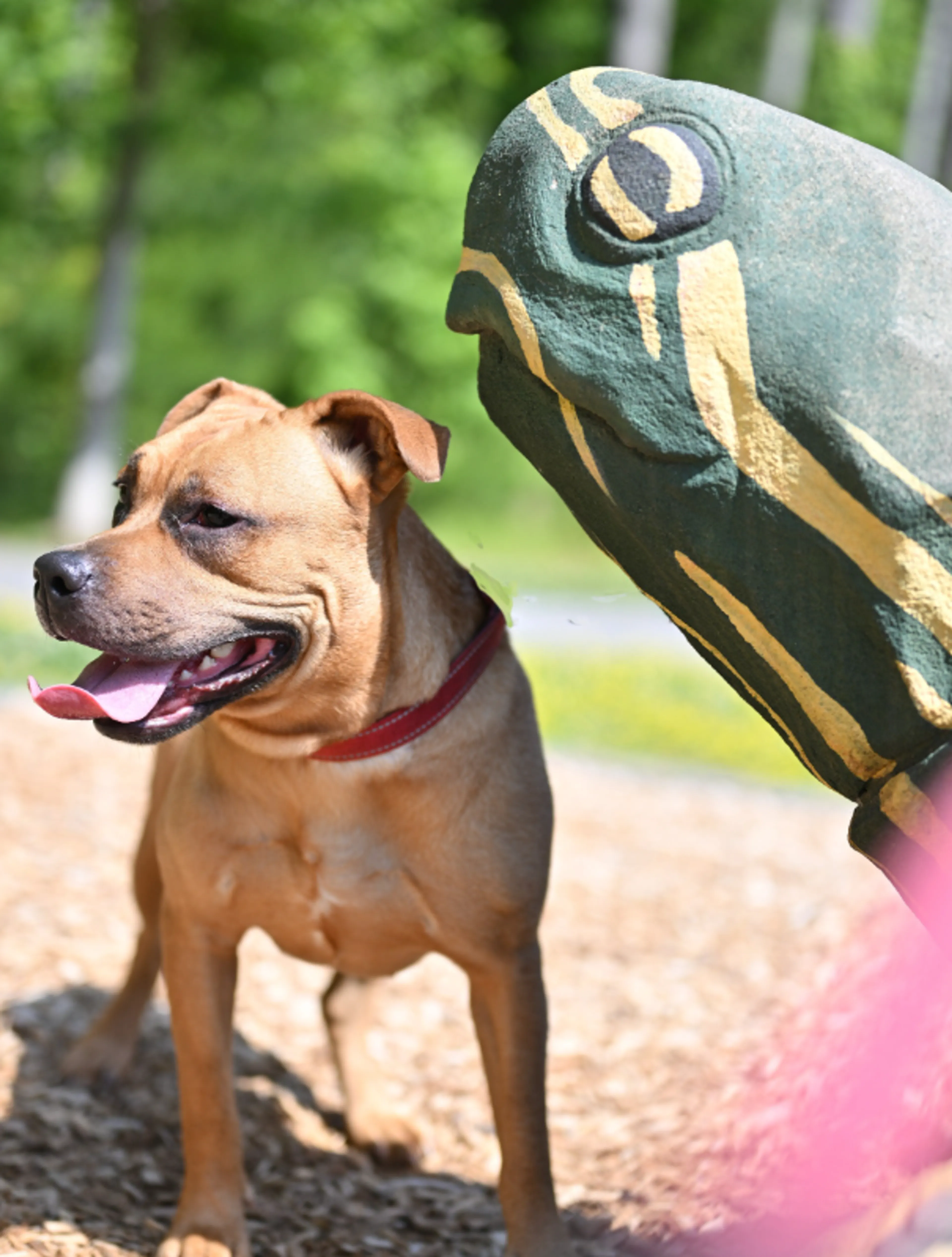 cdn image