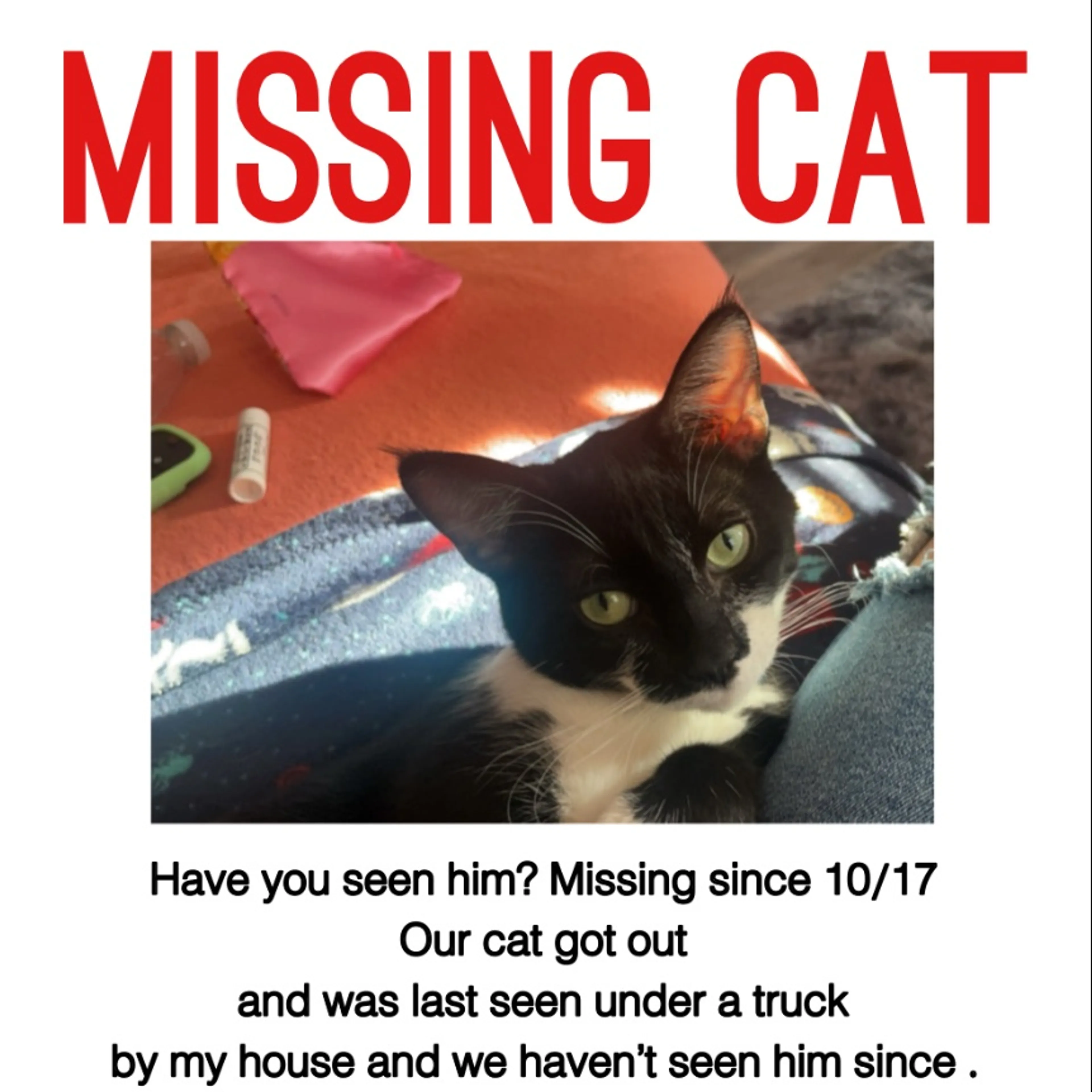 Lost pet