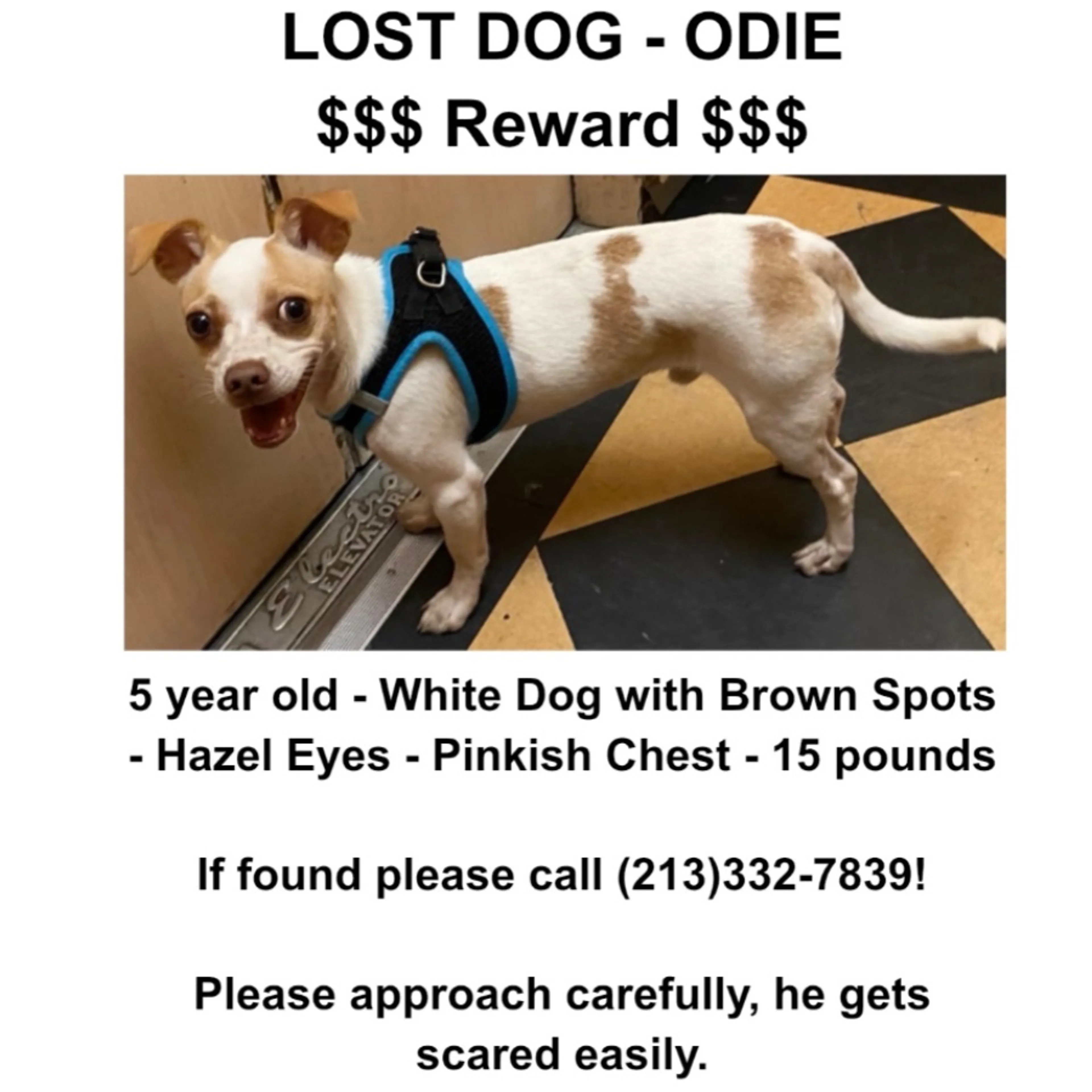 Lost pet