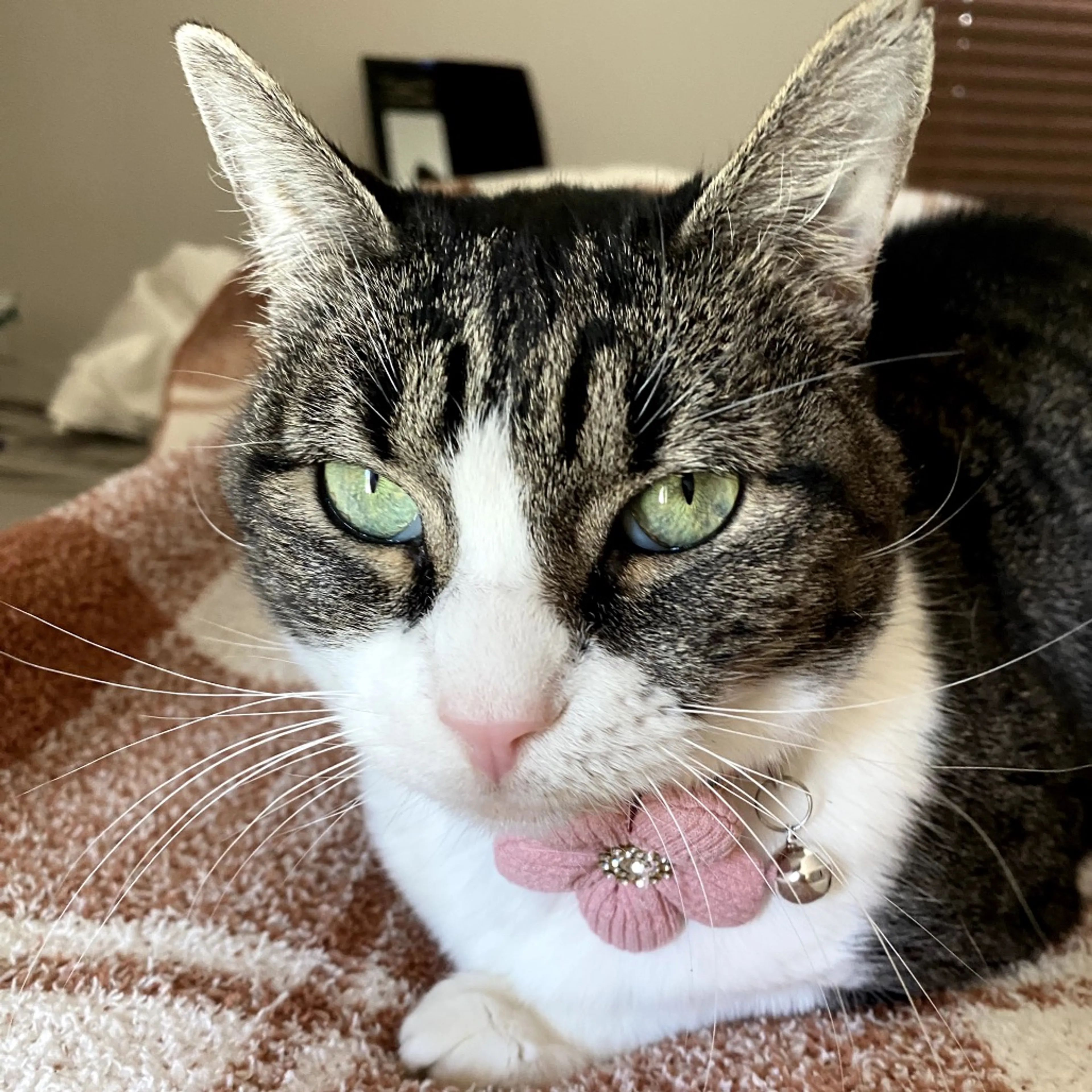 Found pet-7