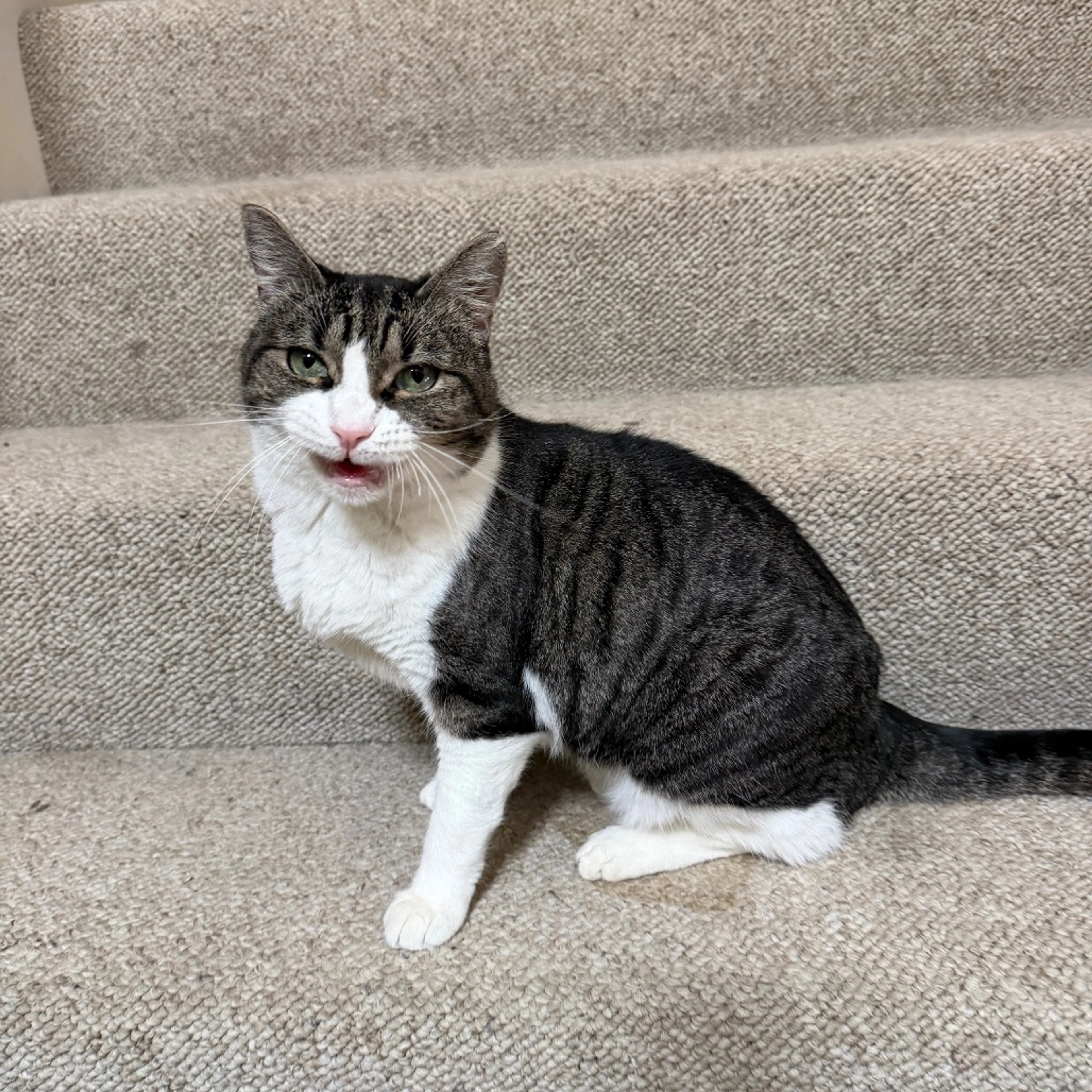 Found pet-9