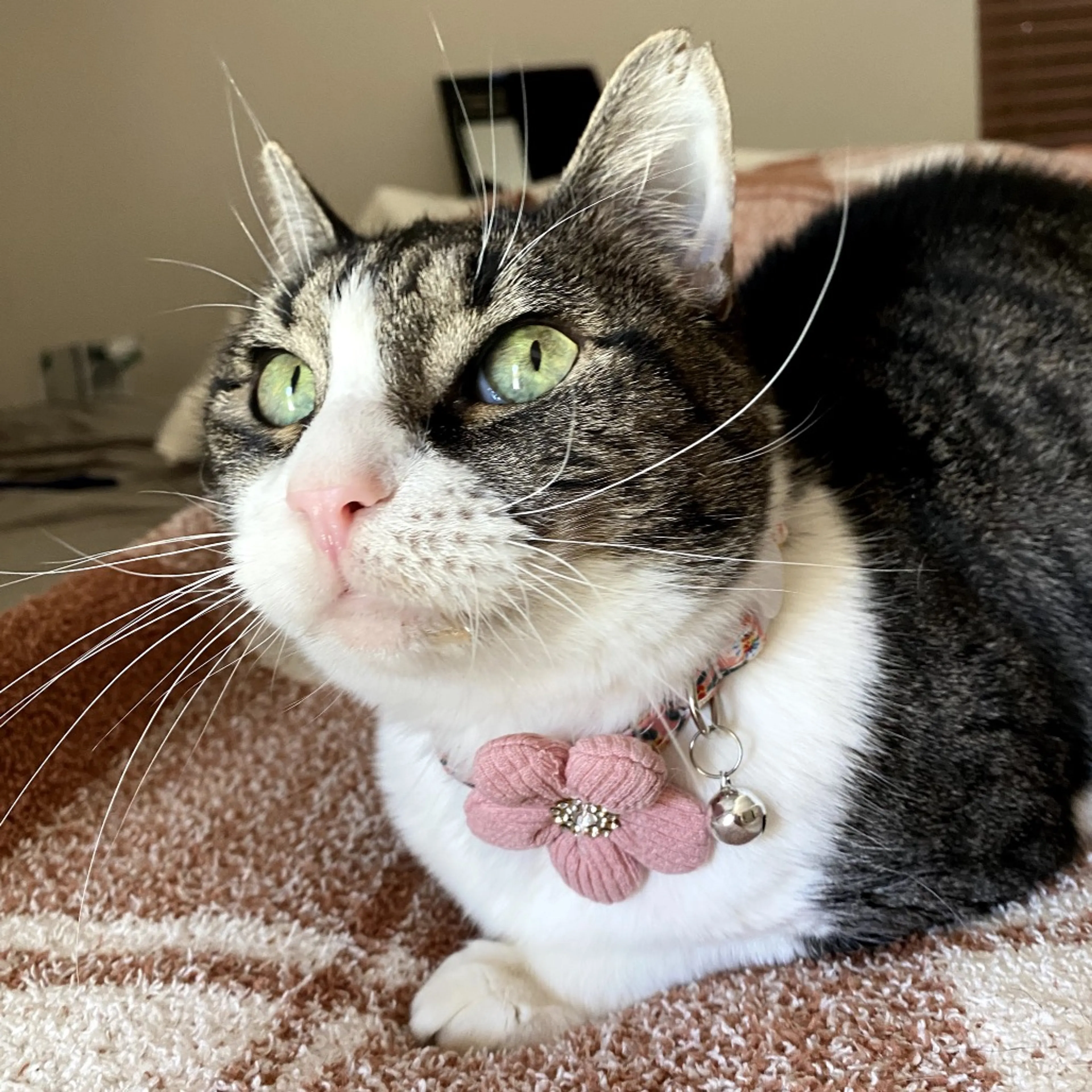 Found pet-6