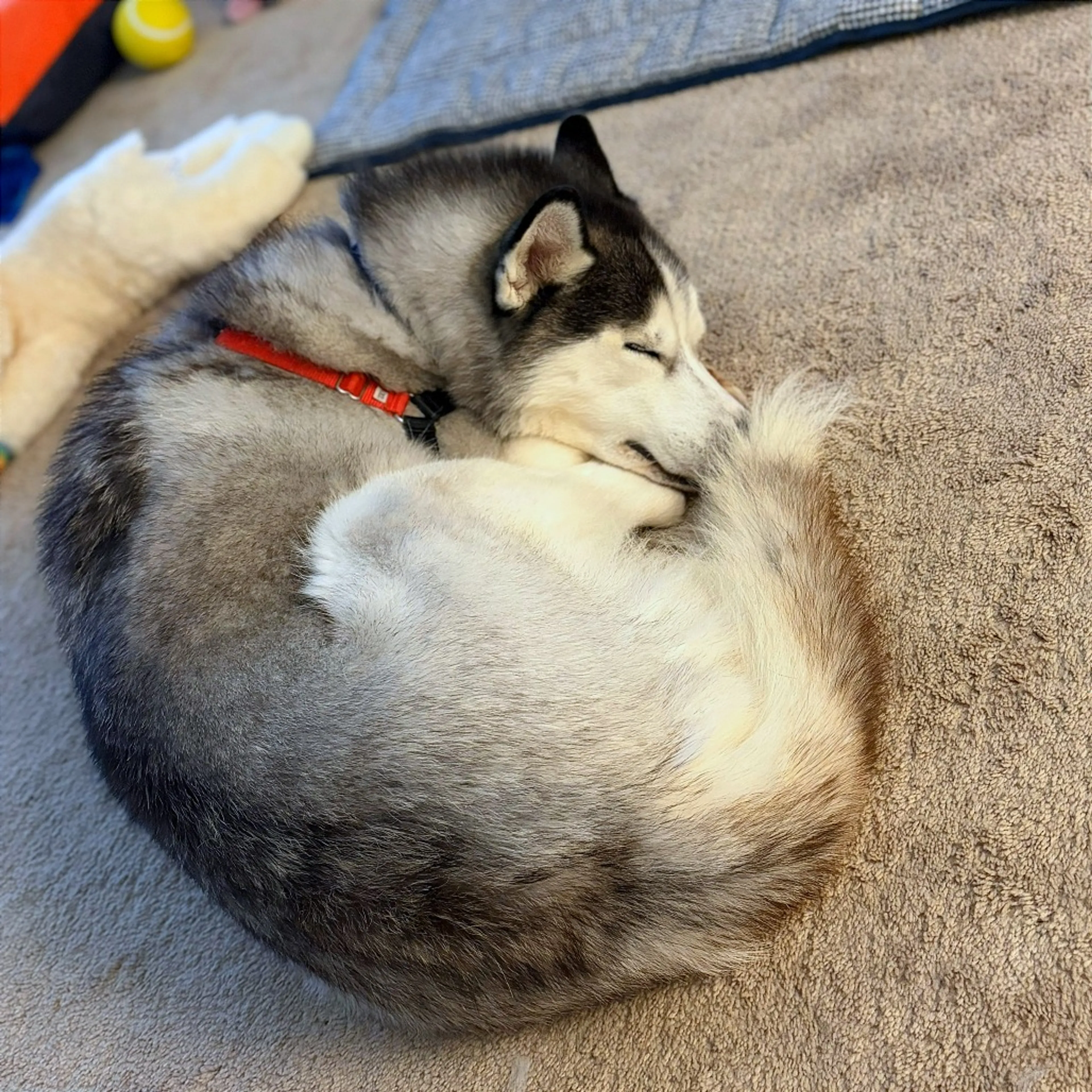 Found pet-17