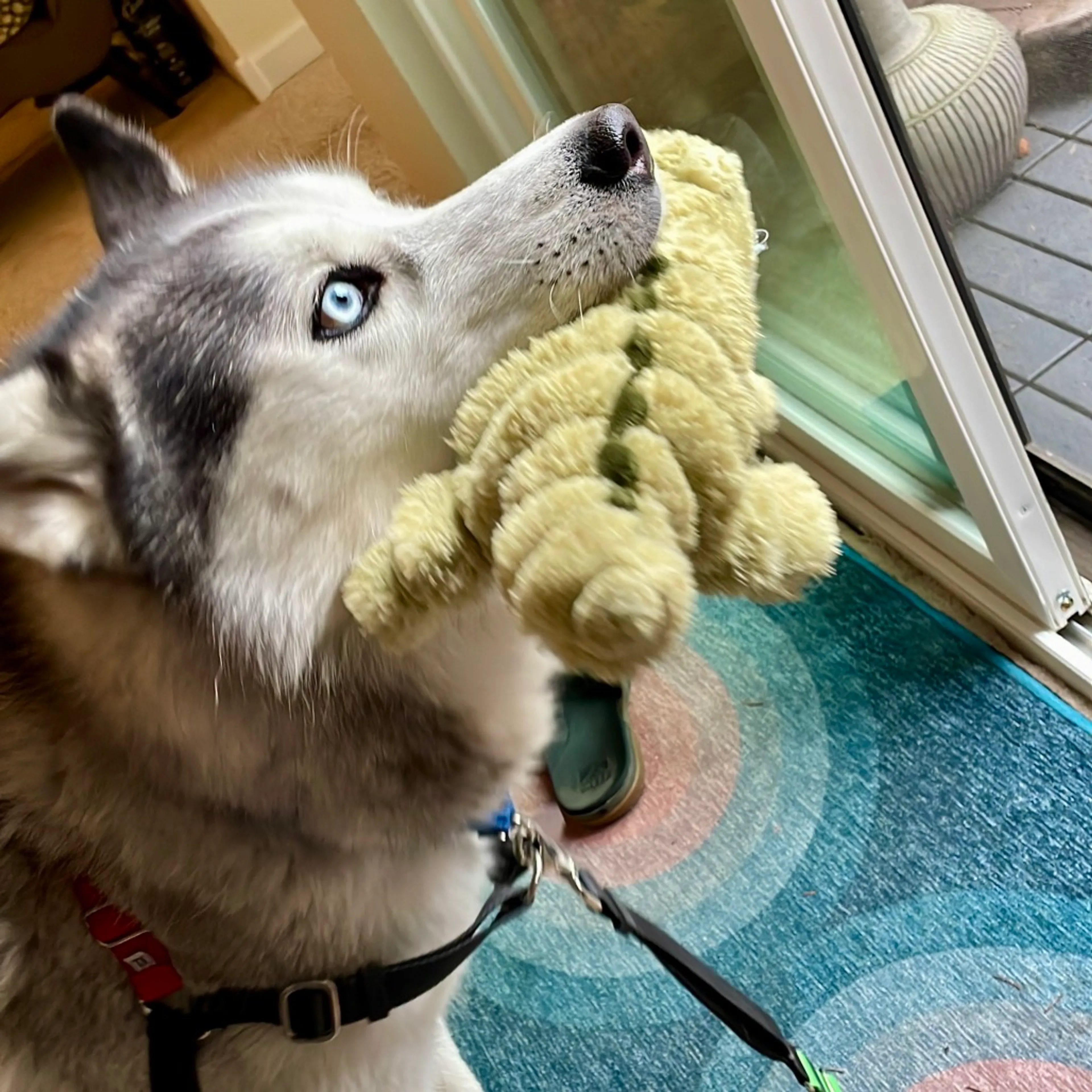 Found pet-2