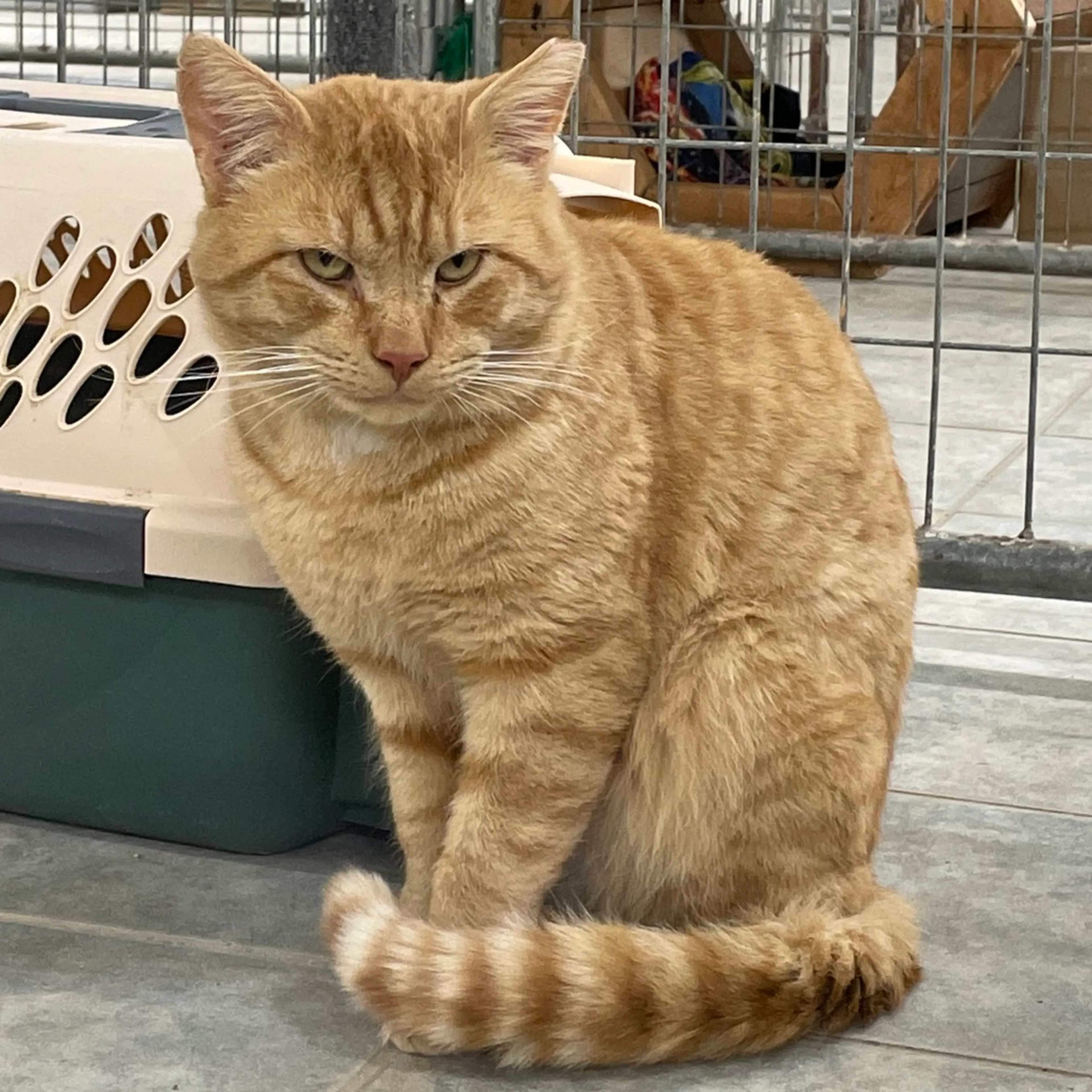 Found pet-2