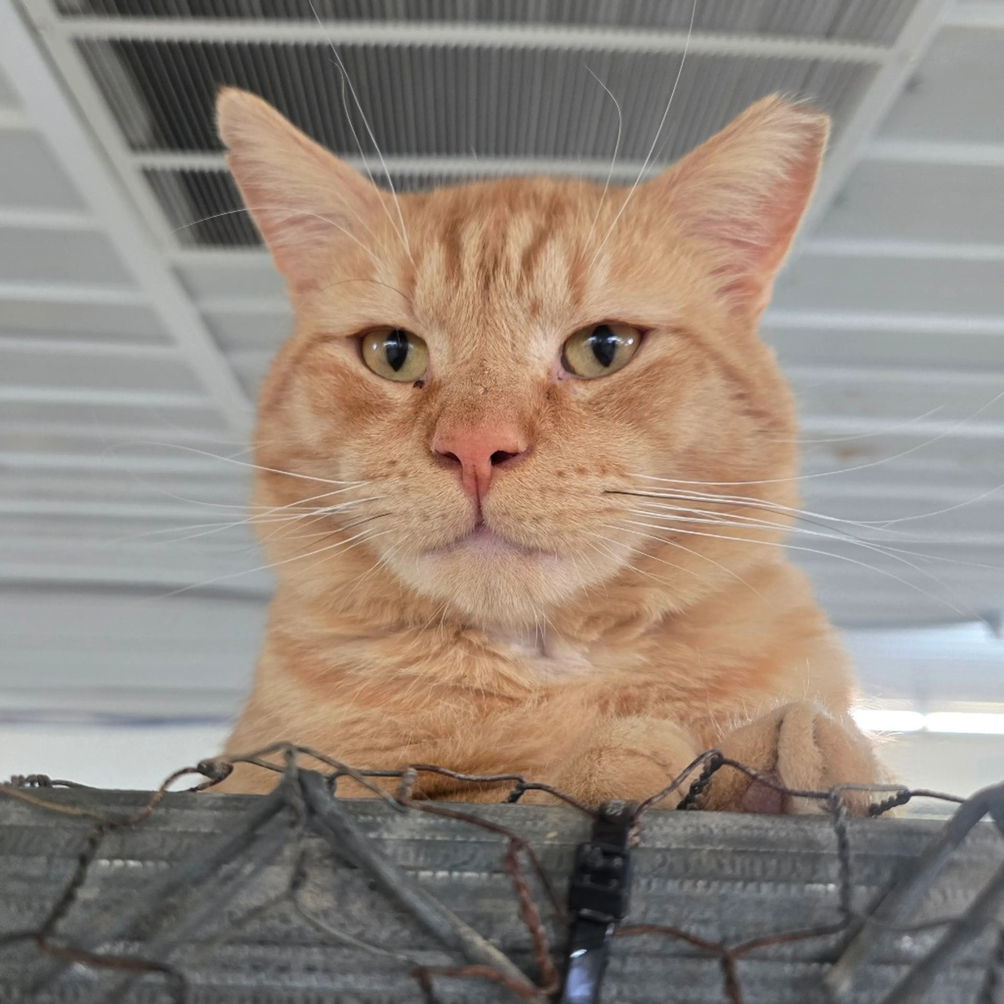 Found pet-12