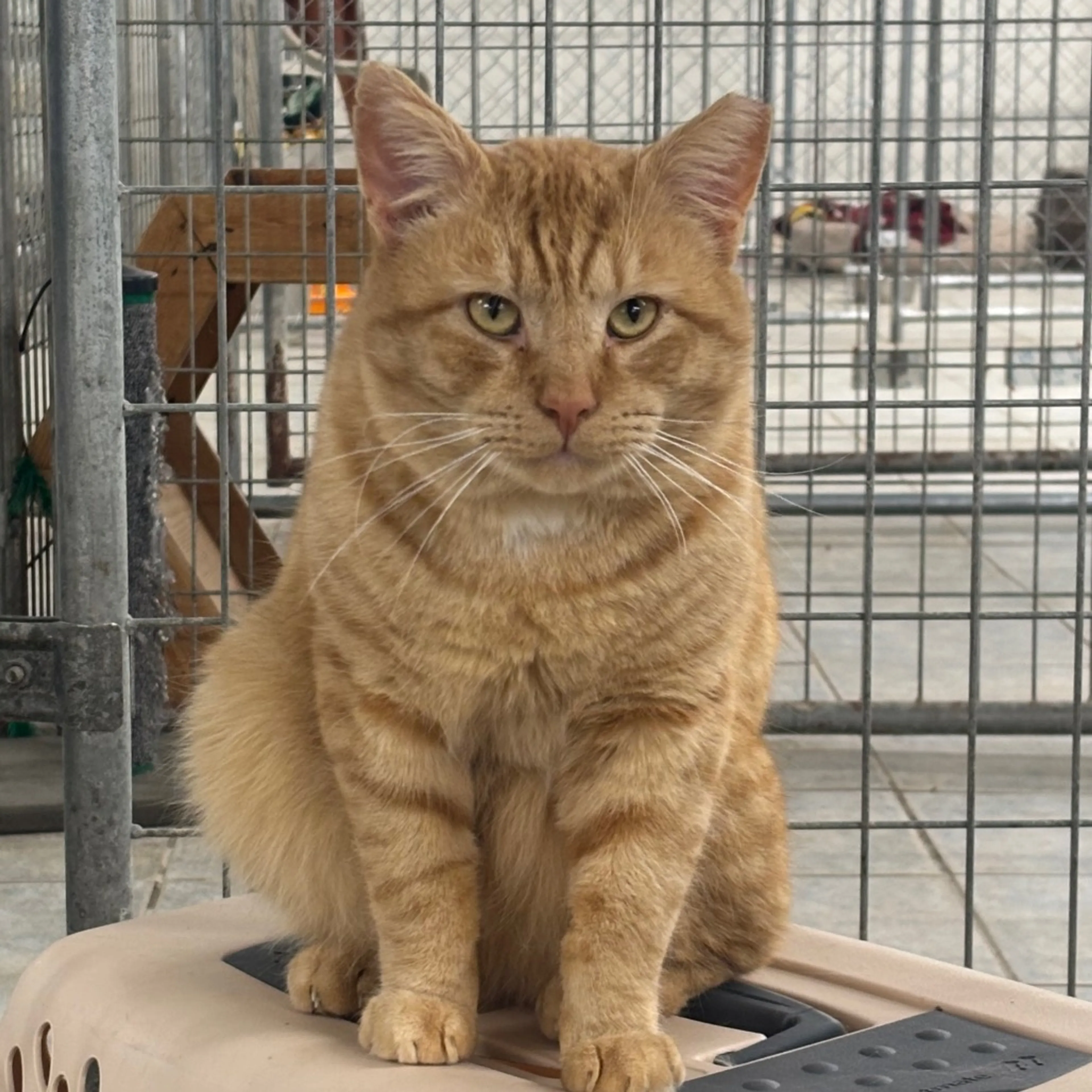 Found pet-4