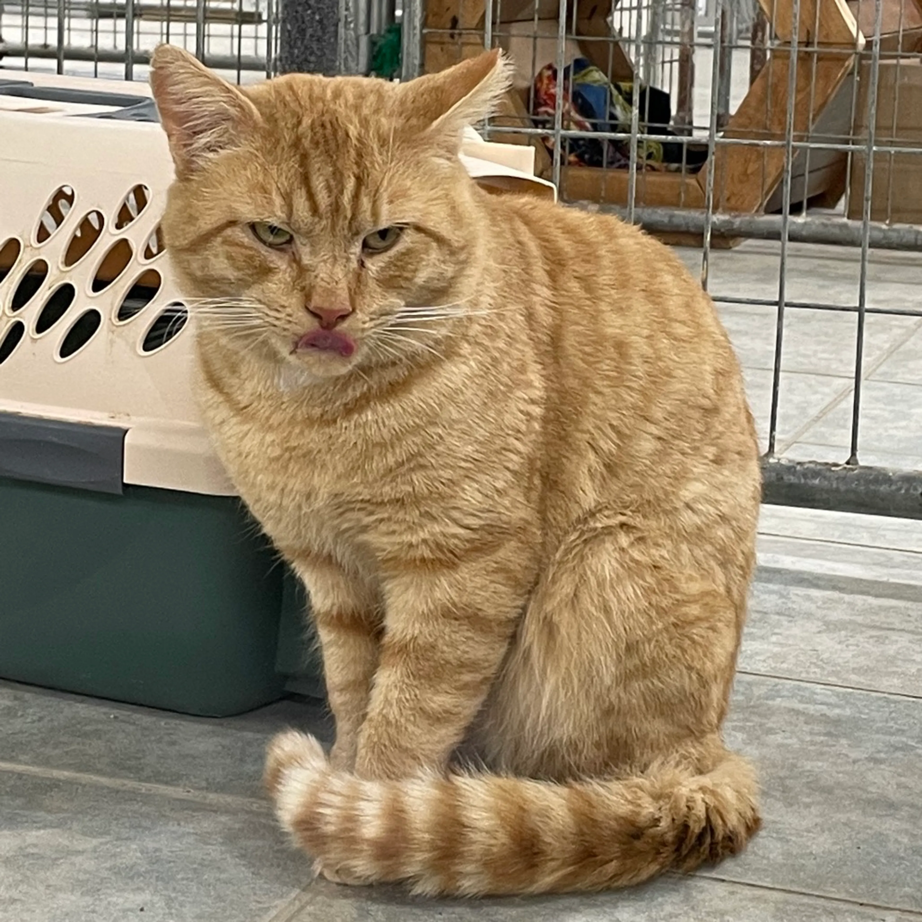 Found pet-1