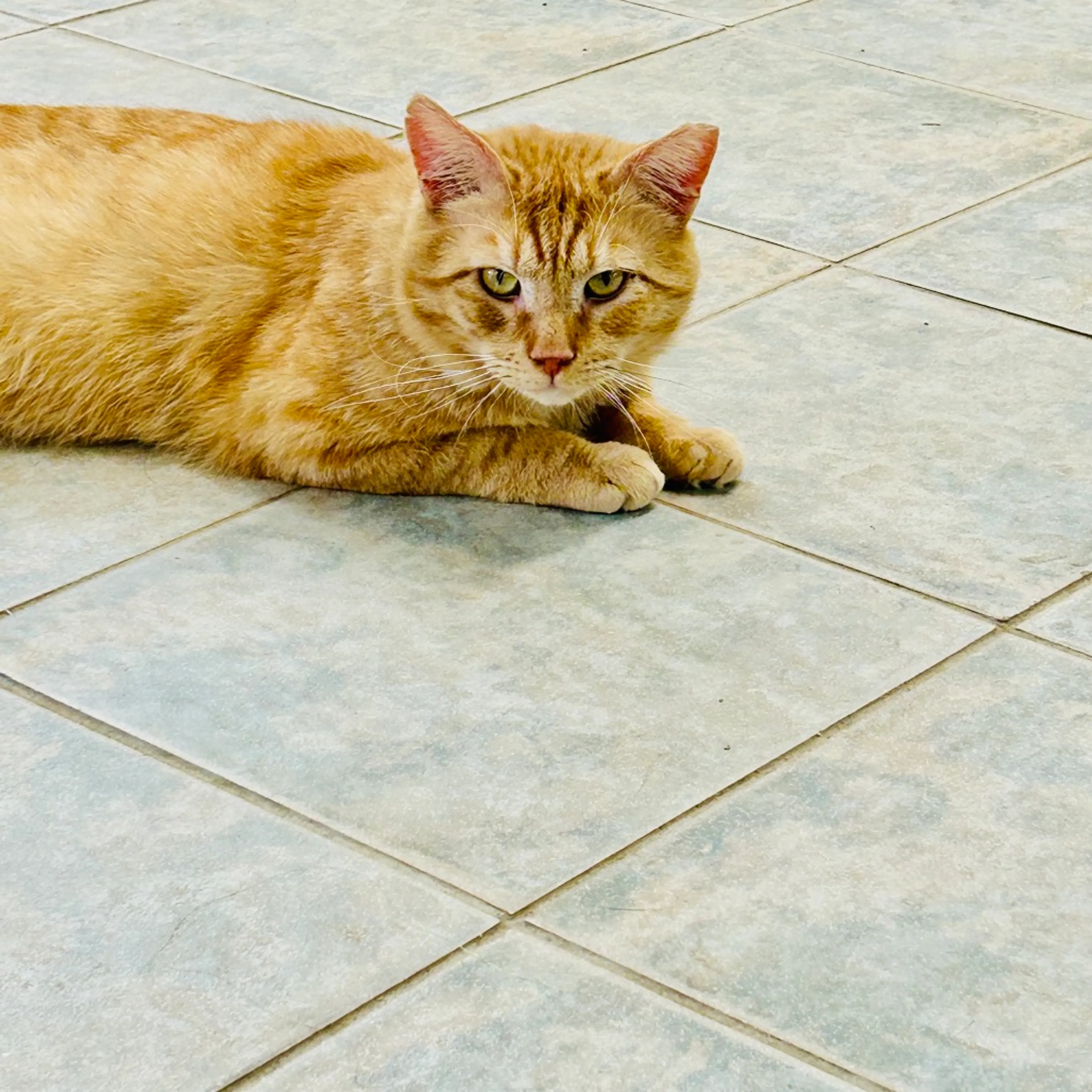 Found pet-14