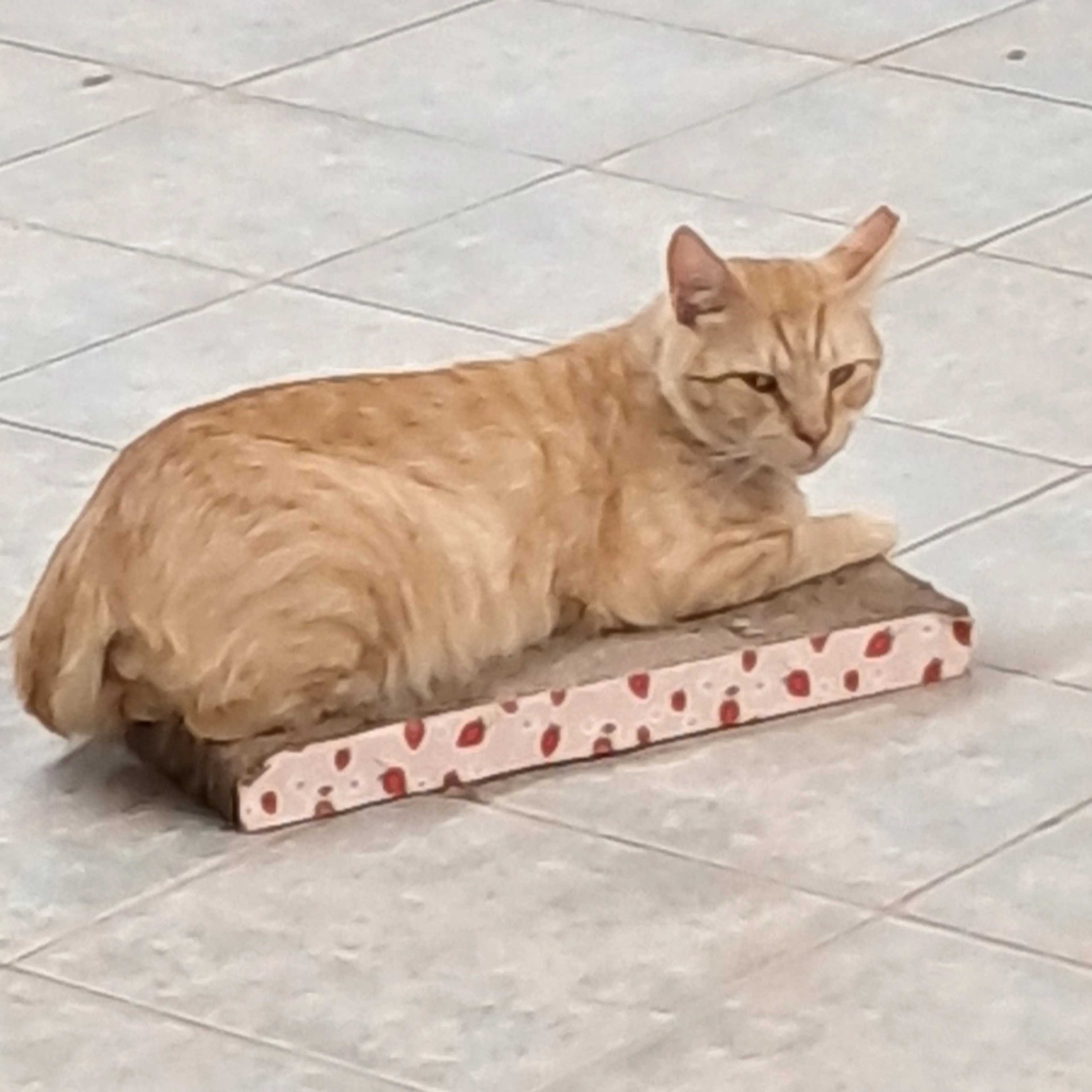 Found pet-0