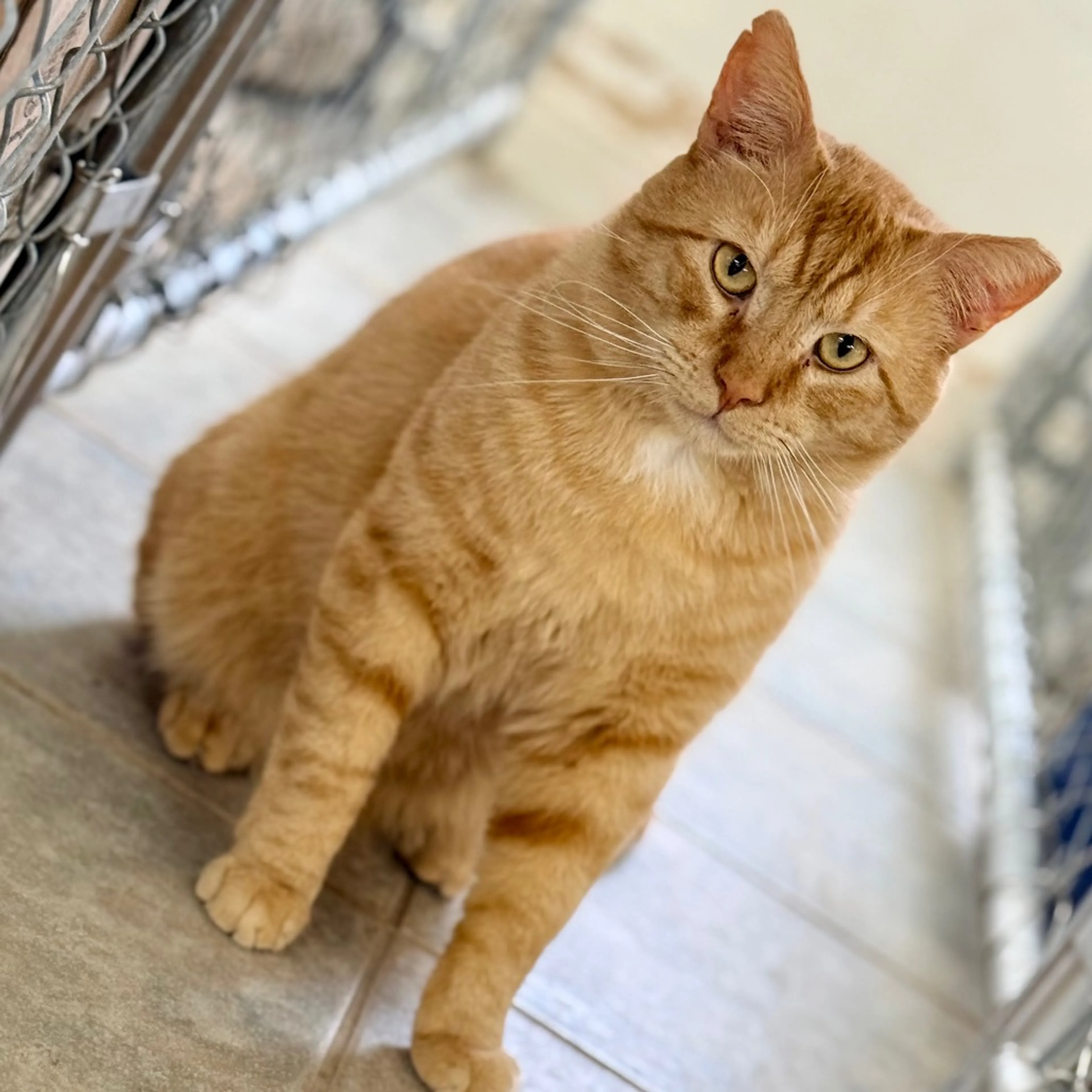 Found pet-13