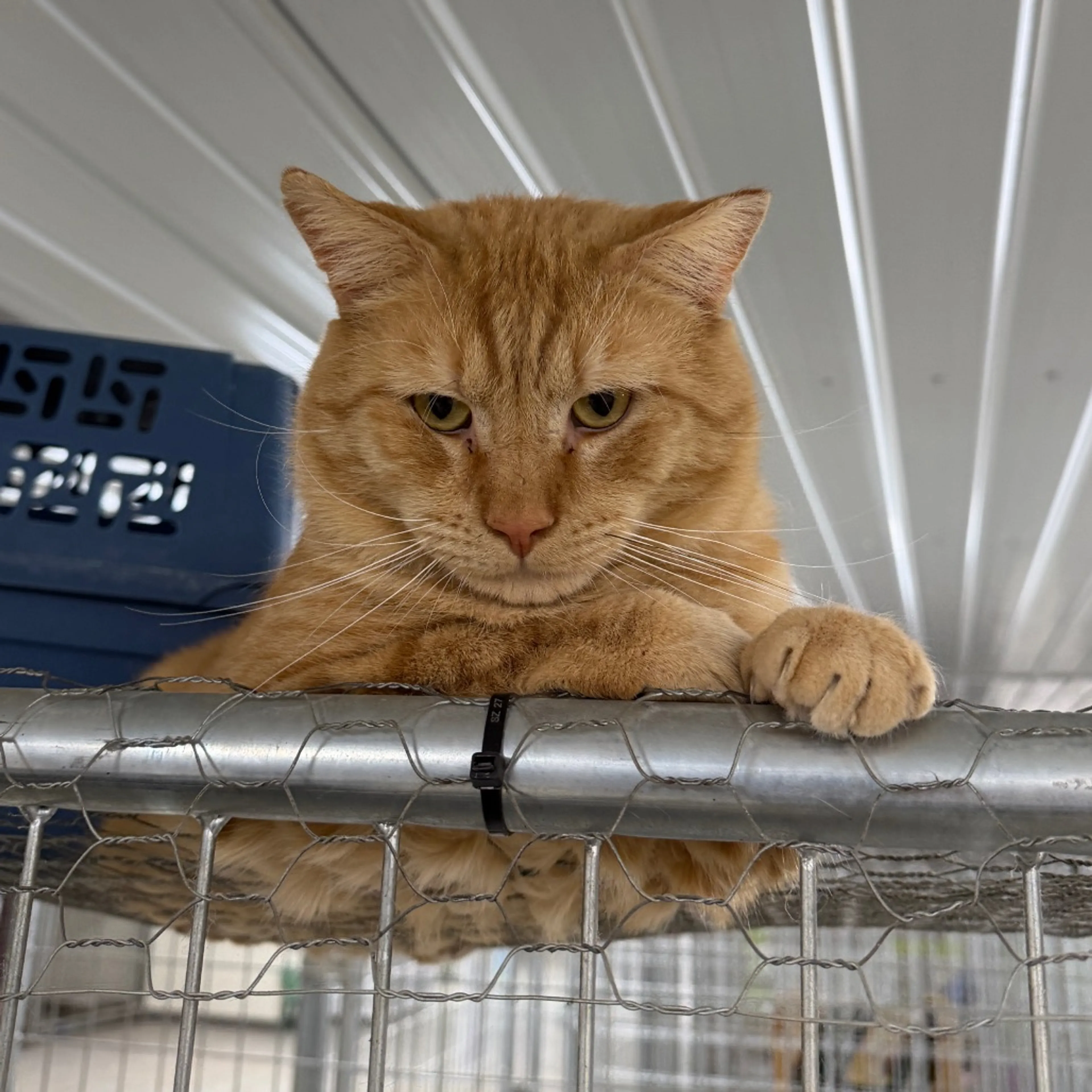 Found pet-10