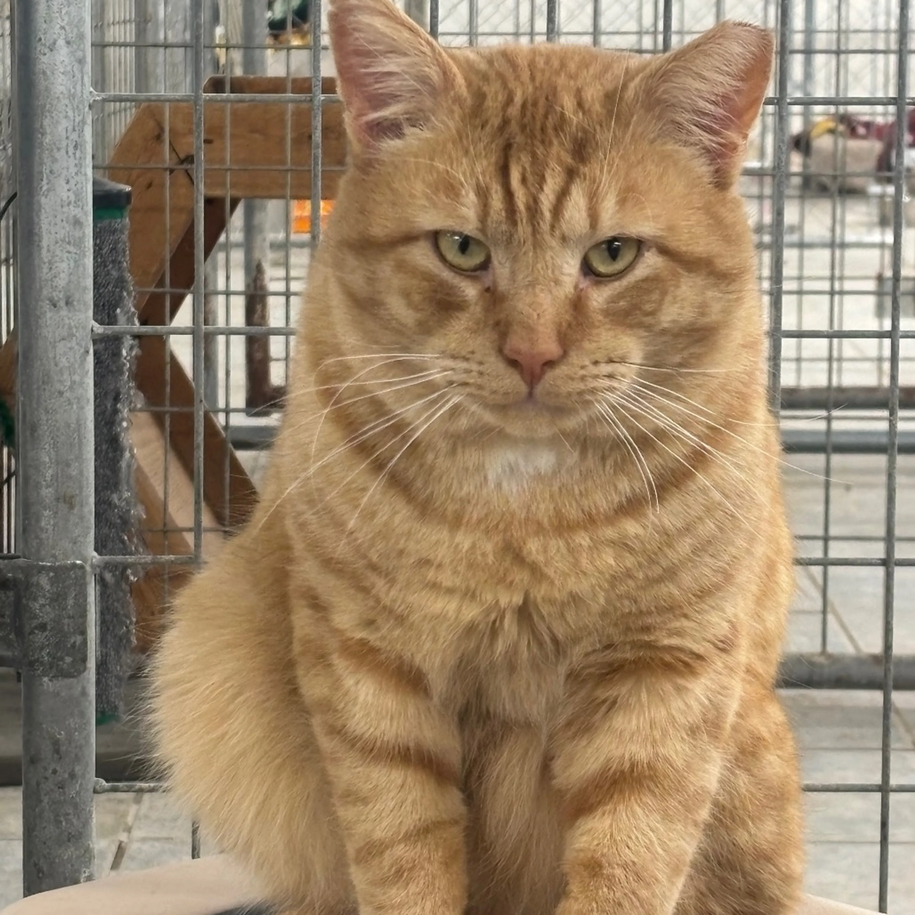 Found pet-5