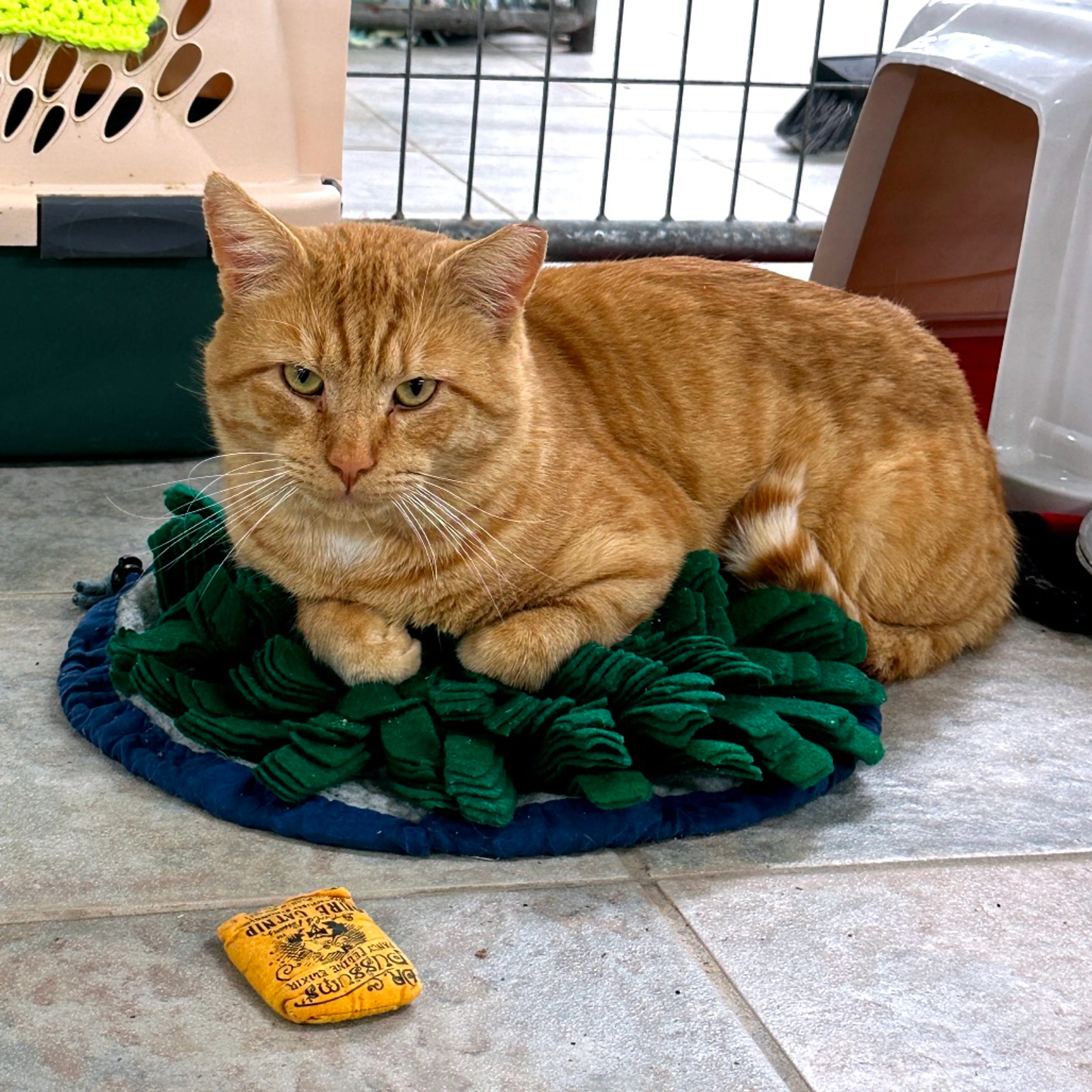 Found pet-3