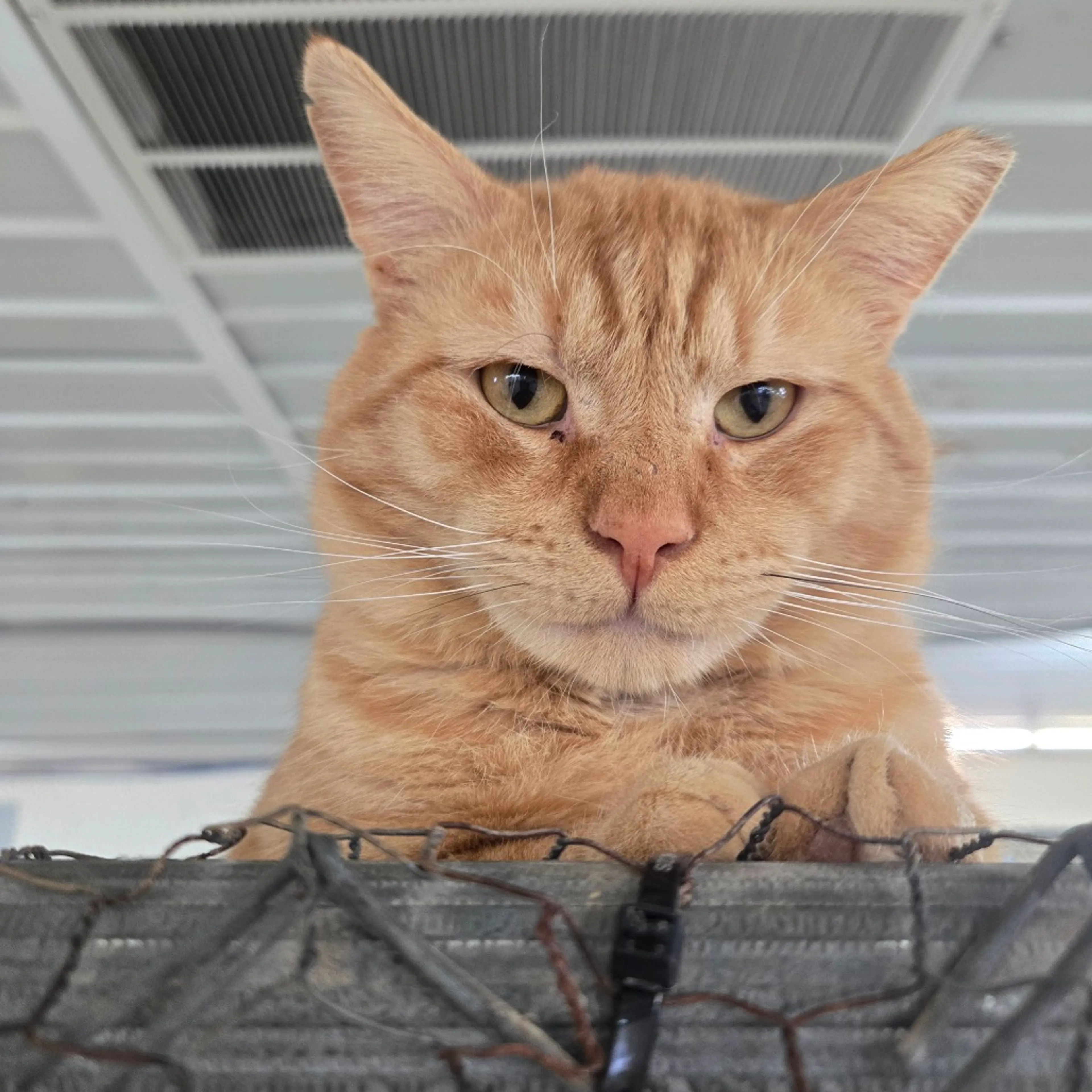 Found pet-11