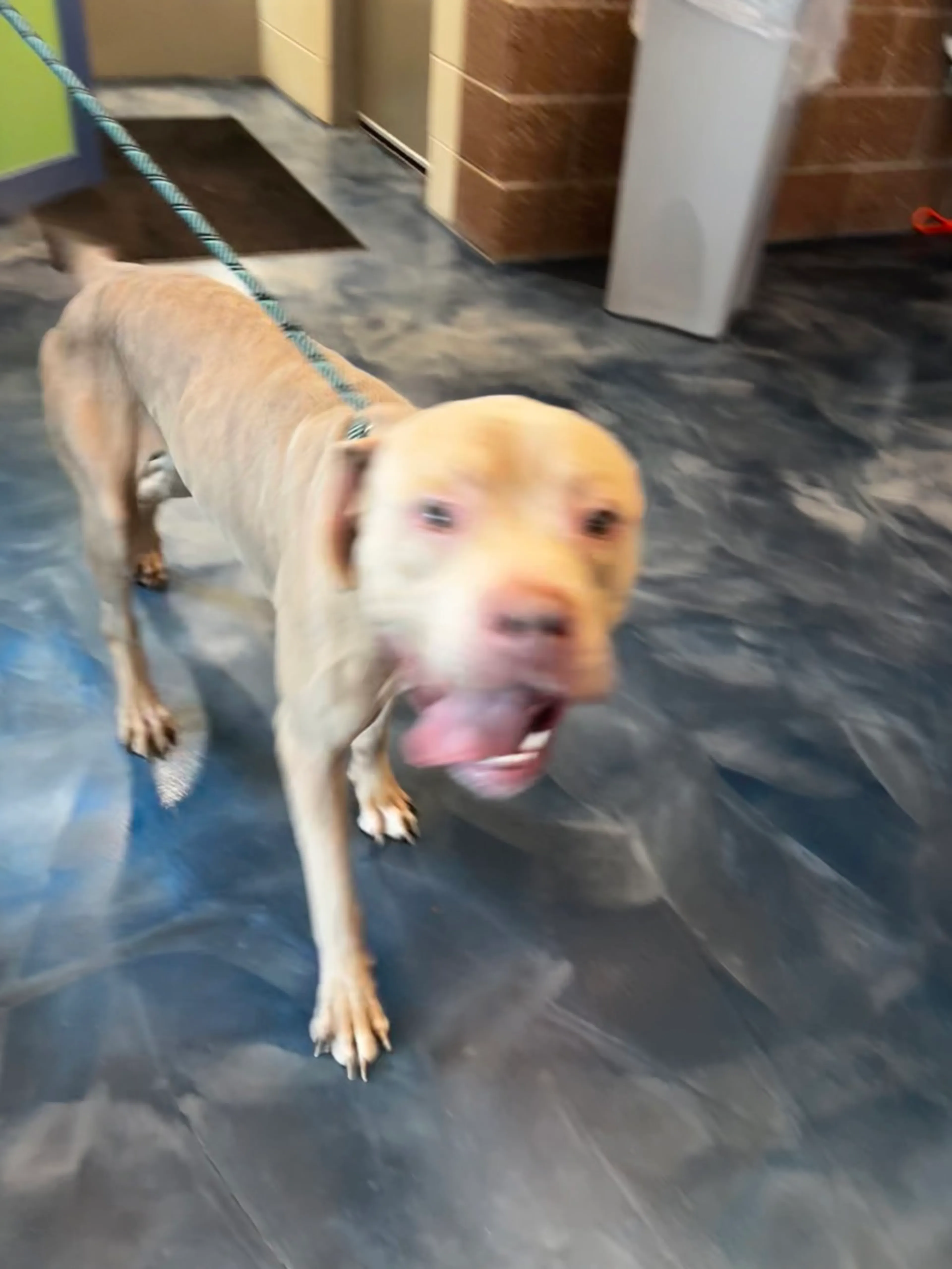 Found pet-3