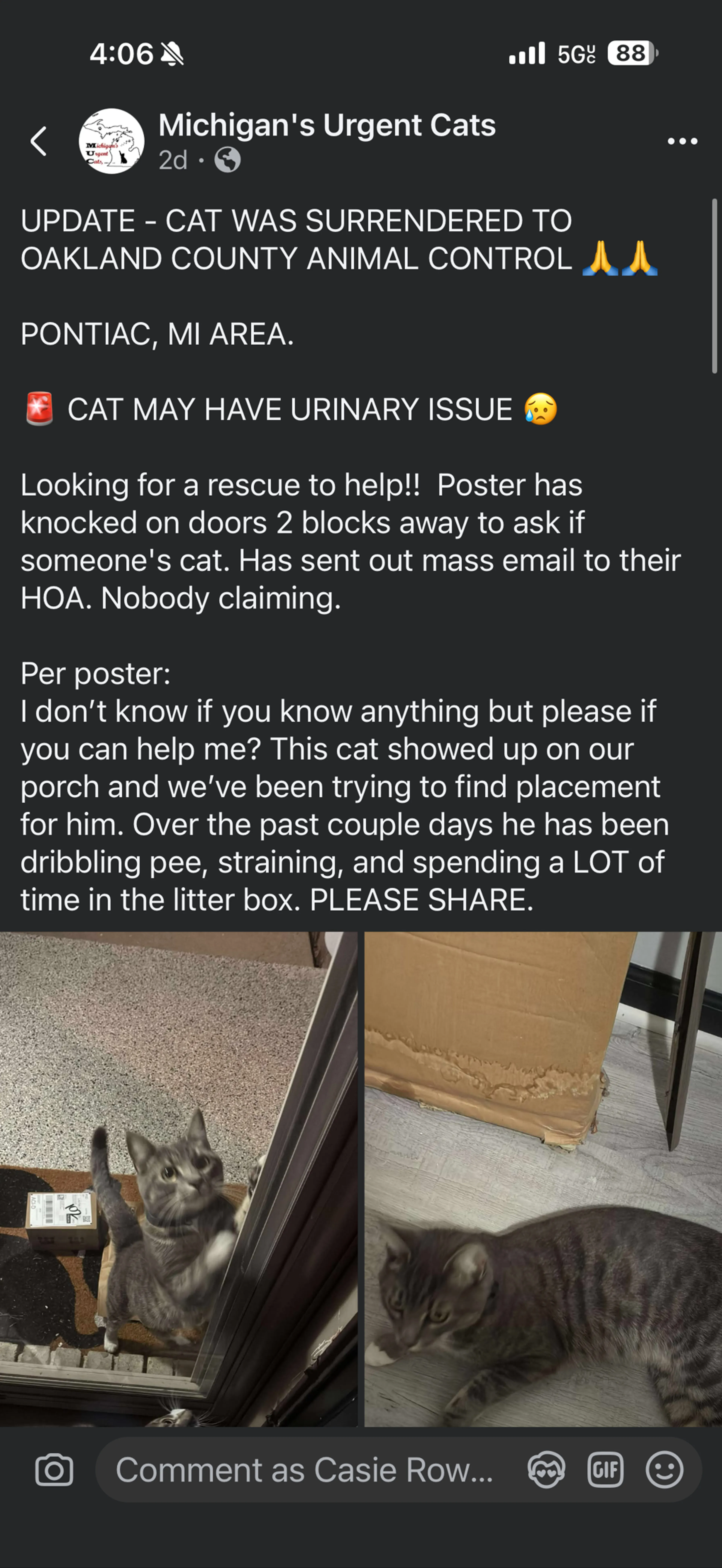 Found pet-1