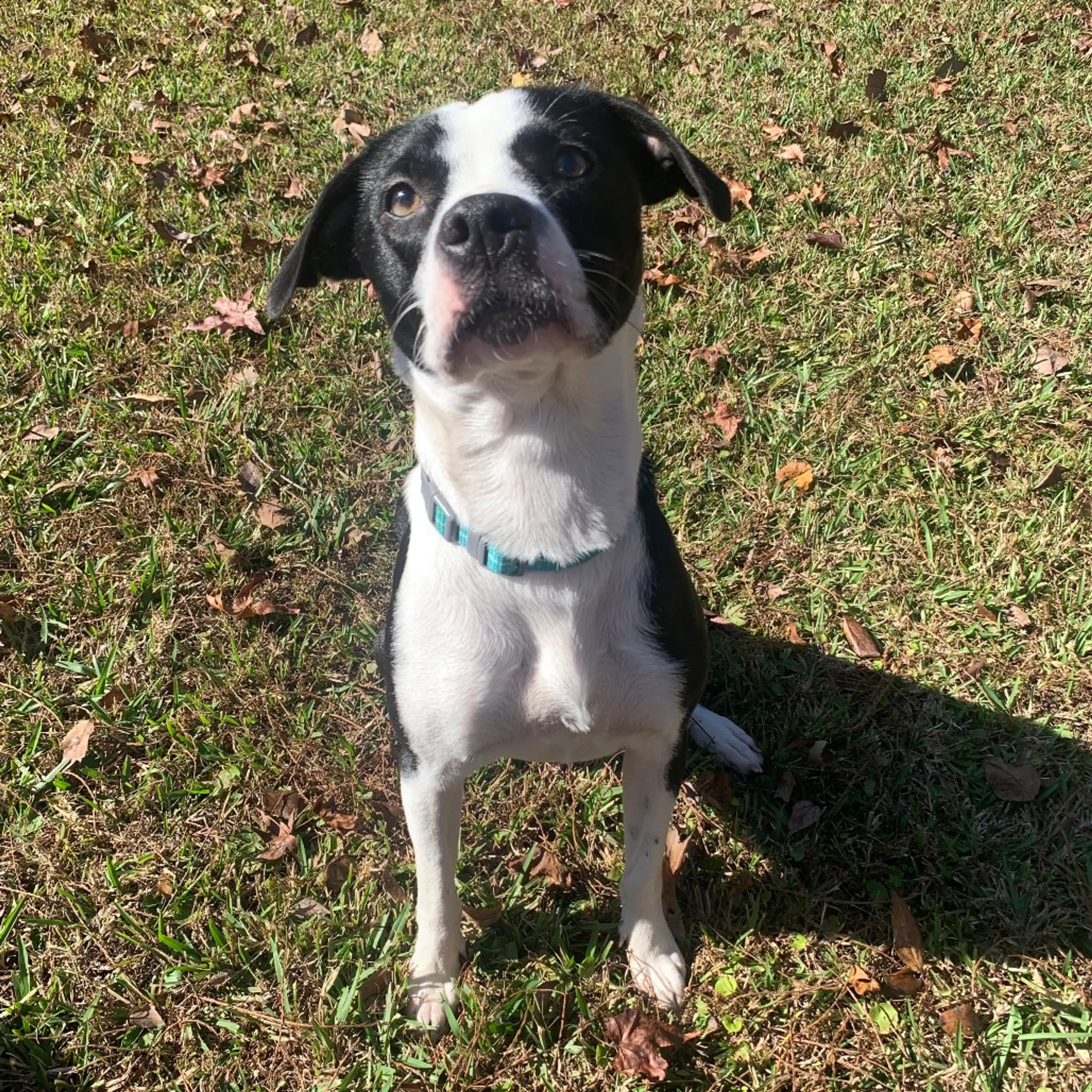Found pet-2