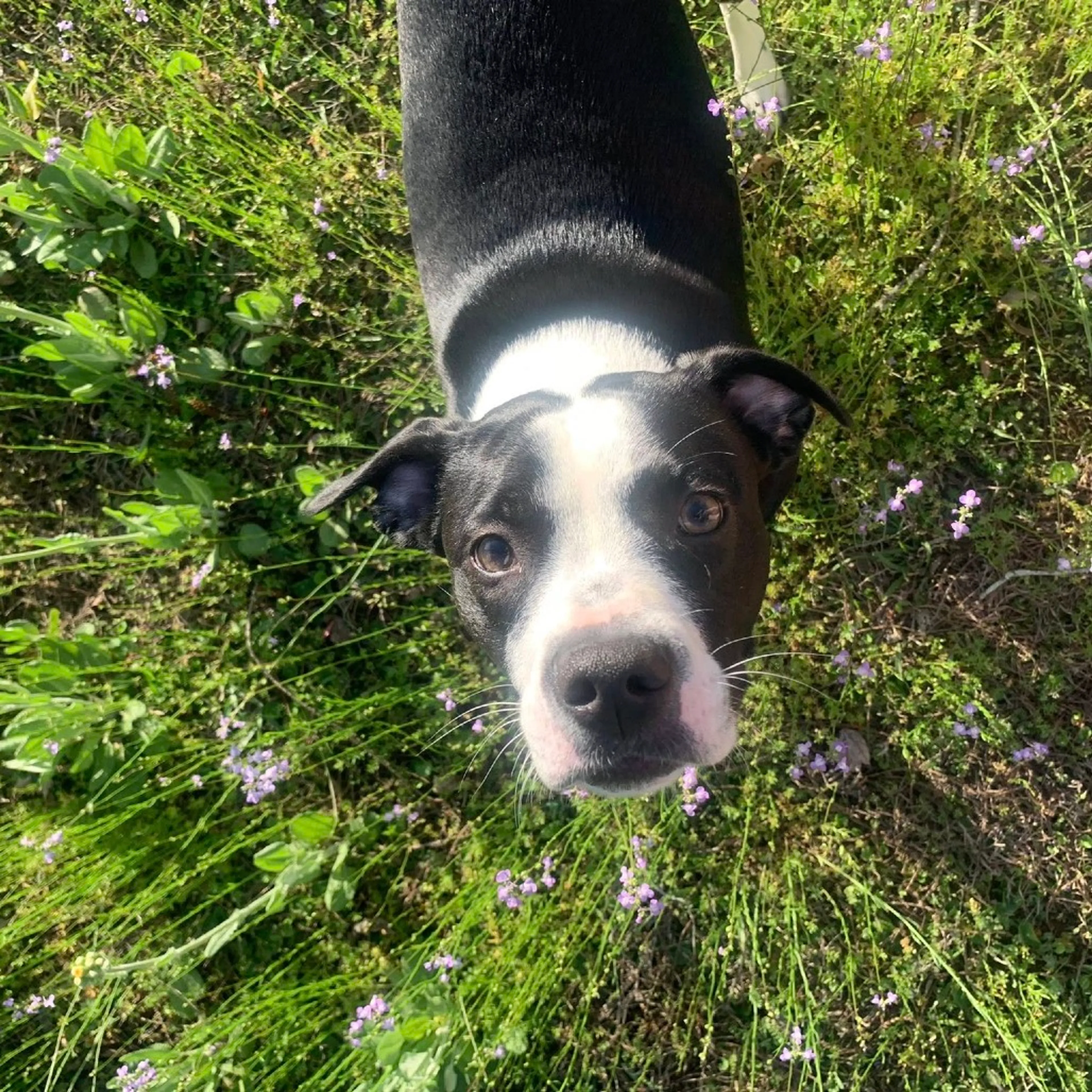 Found pet-7