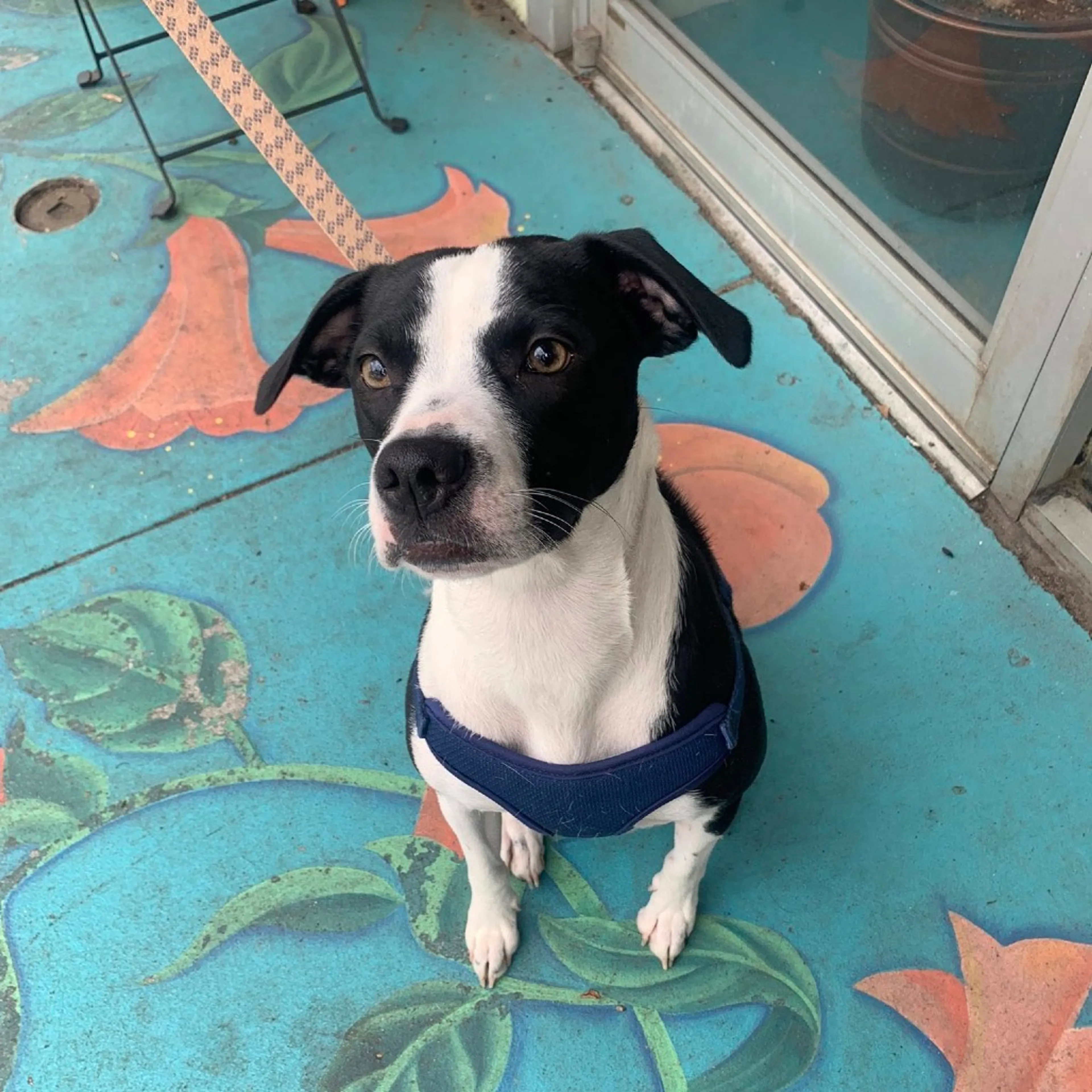 Found pet-6