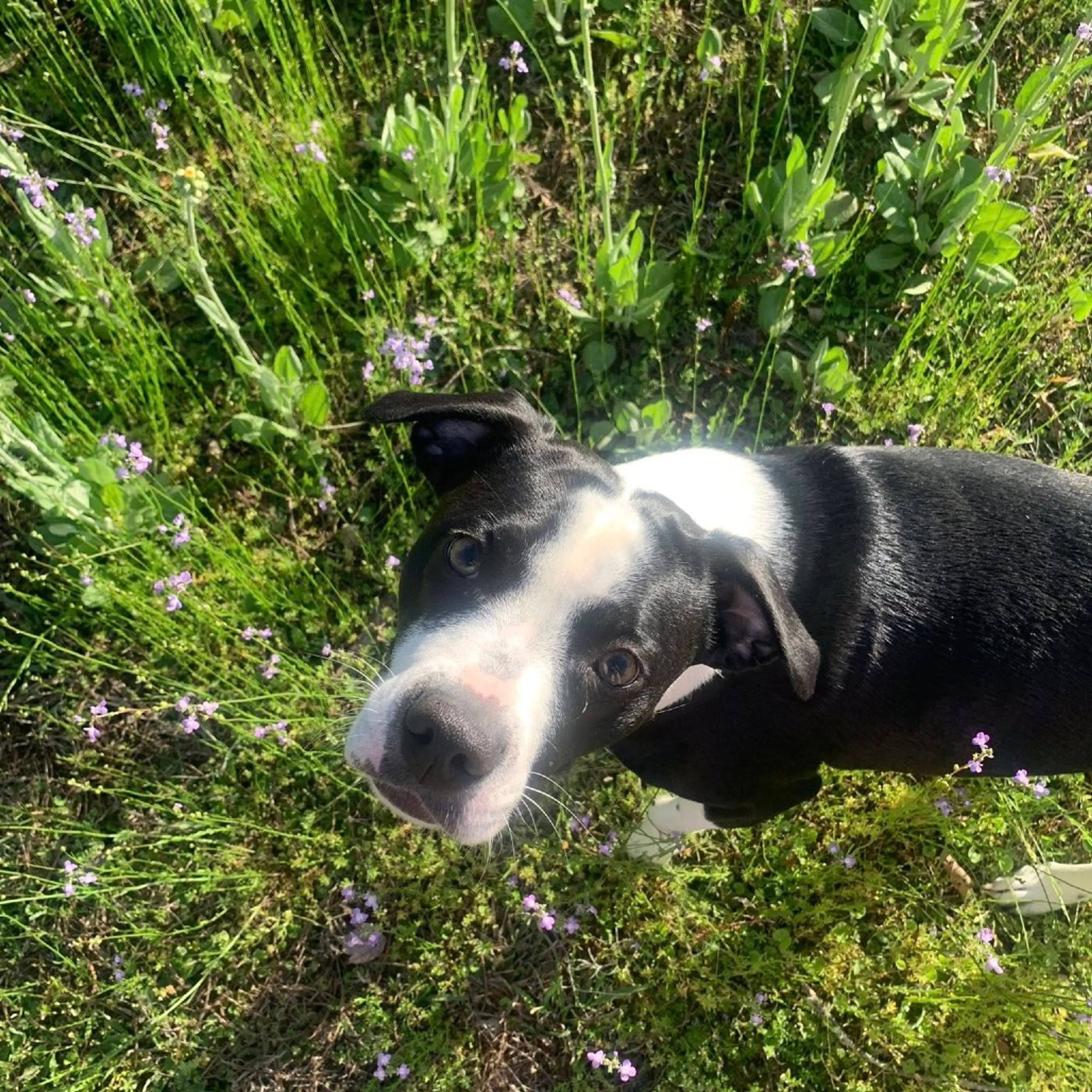 Found pet-8