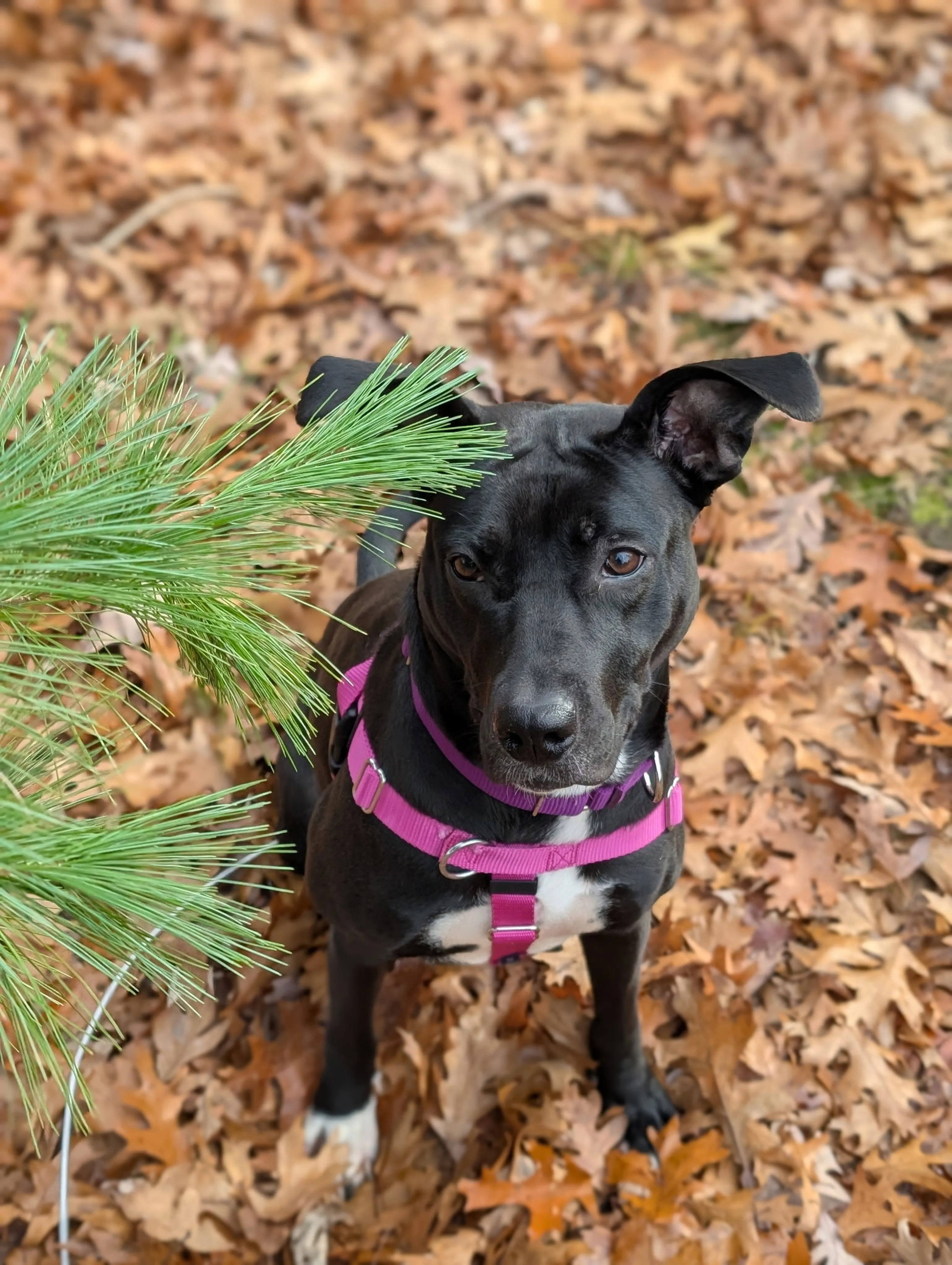 Found pet-9