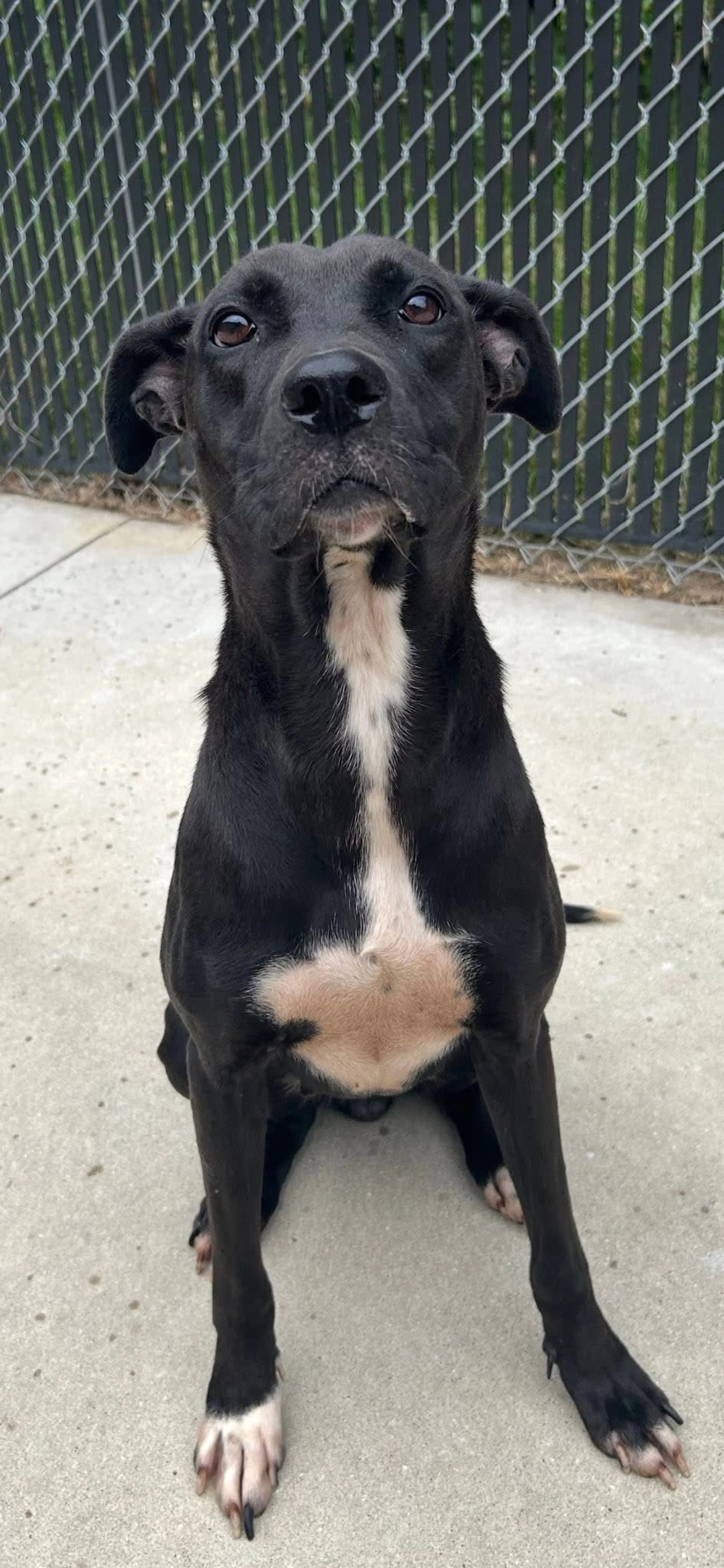 Found pet-13