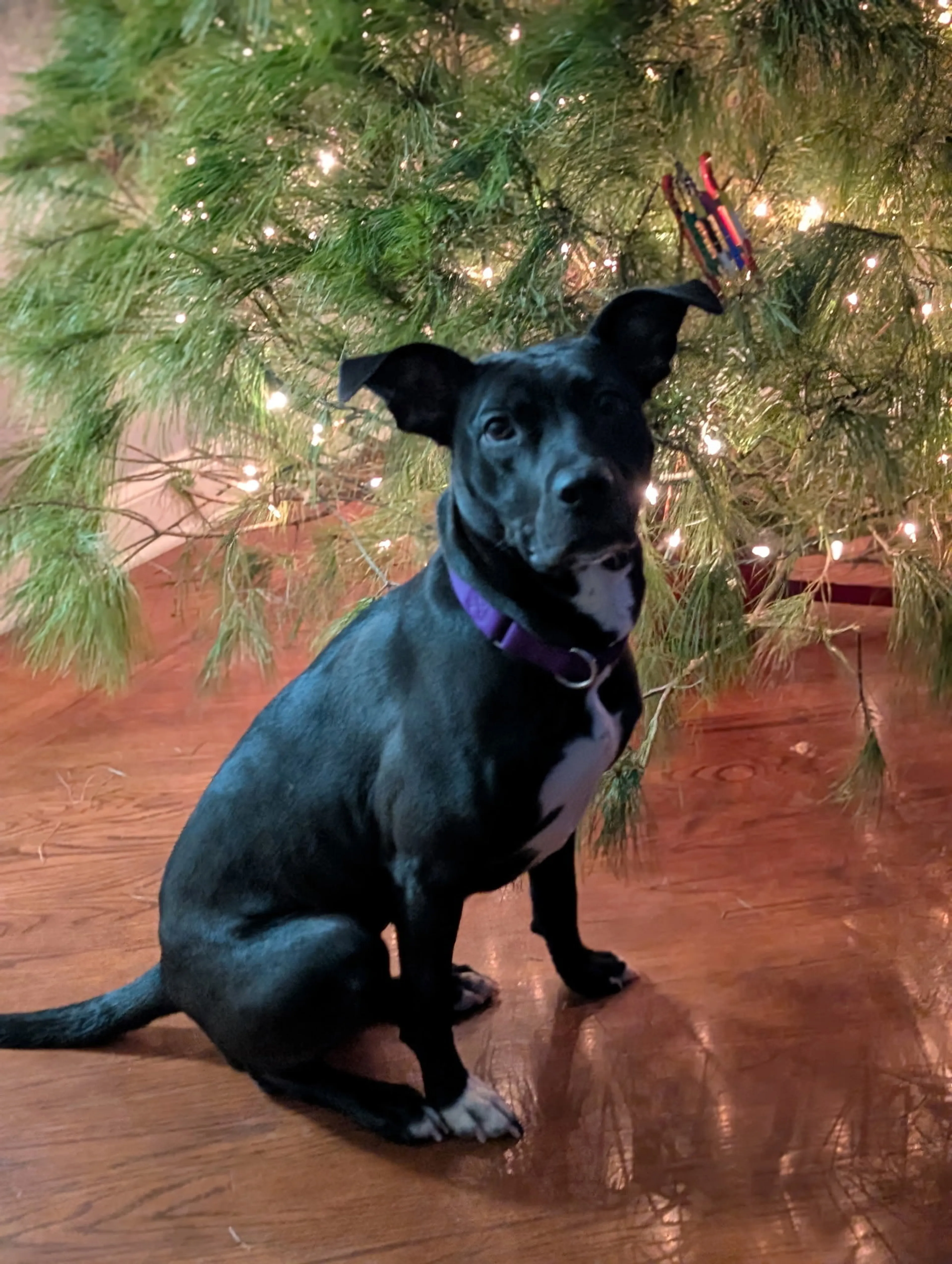 Found pet-10