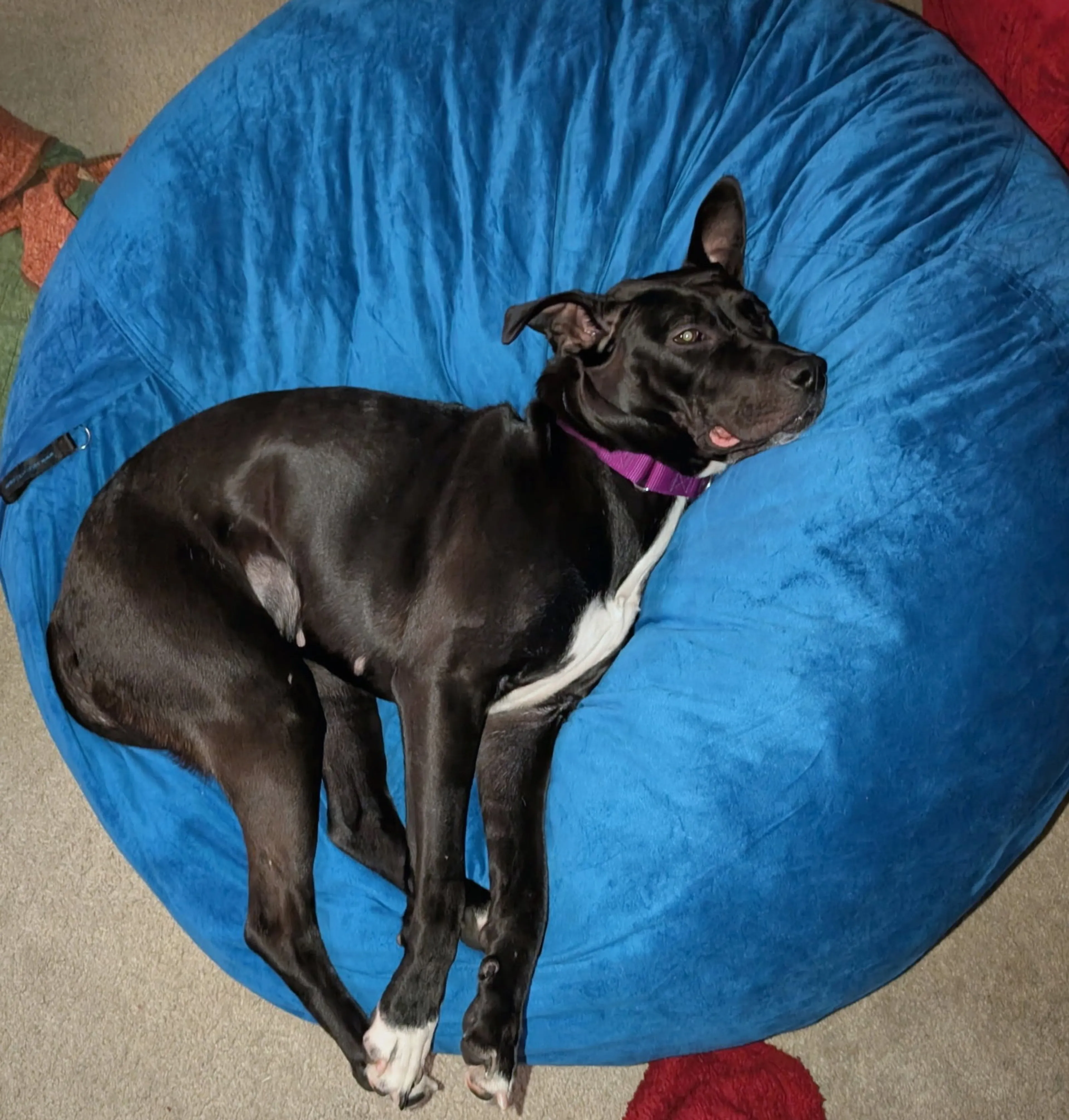 Found pet-5