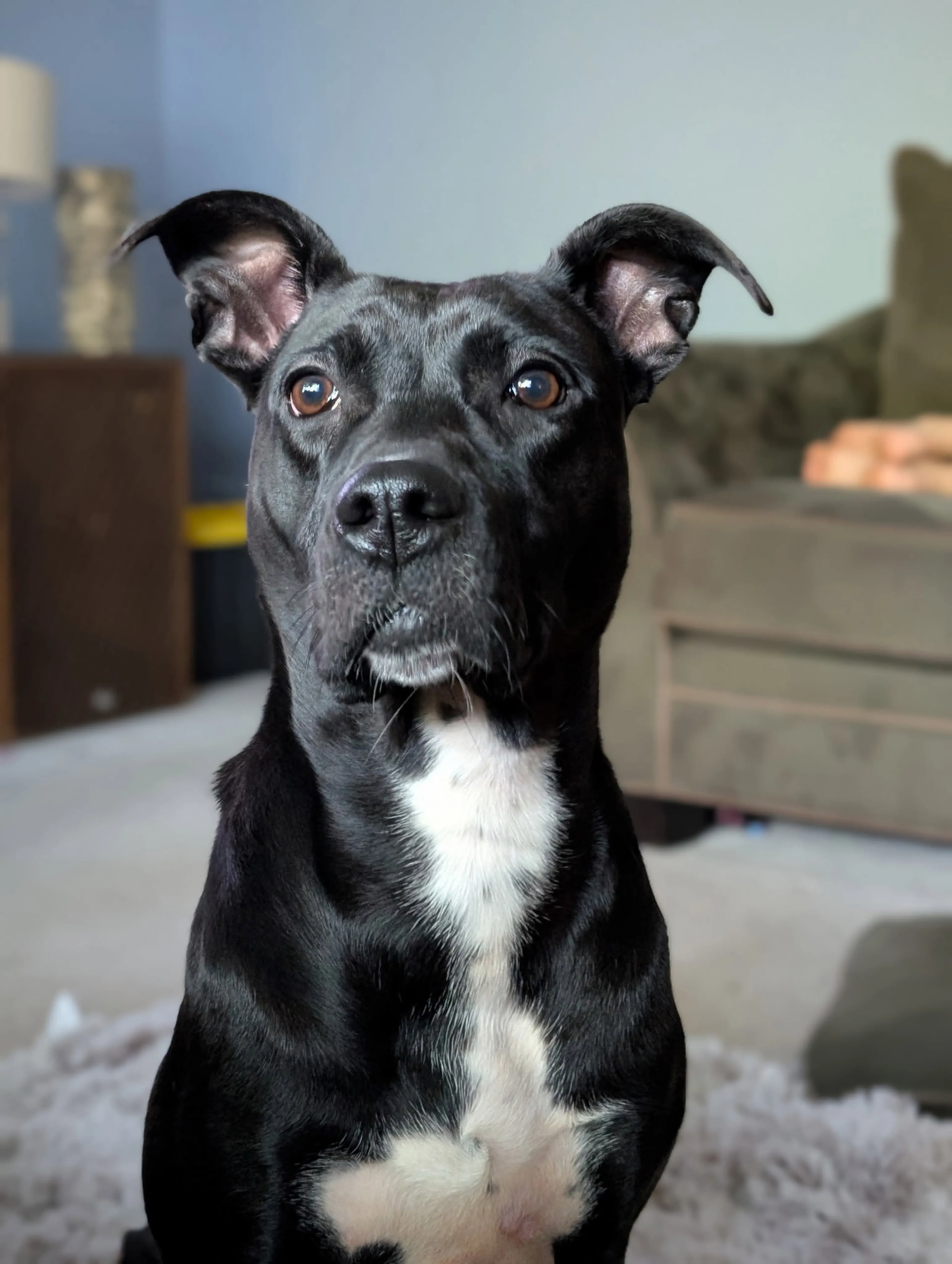Found pet-8