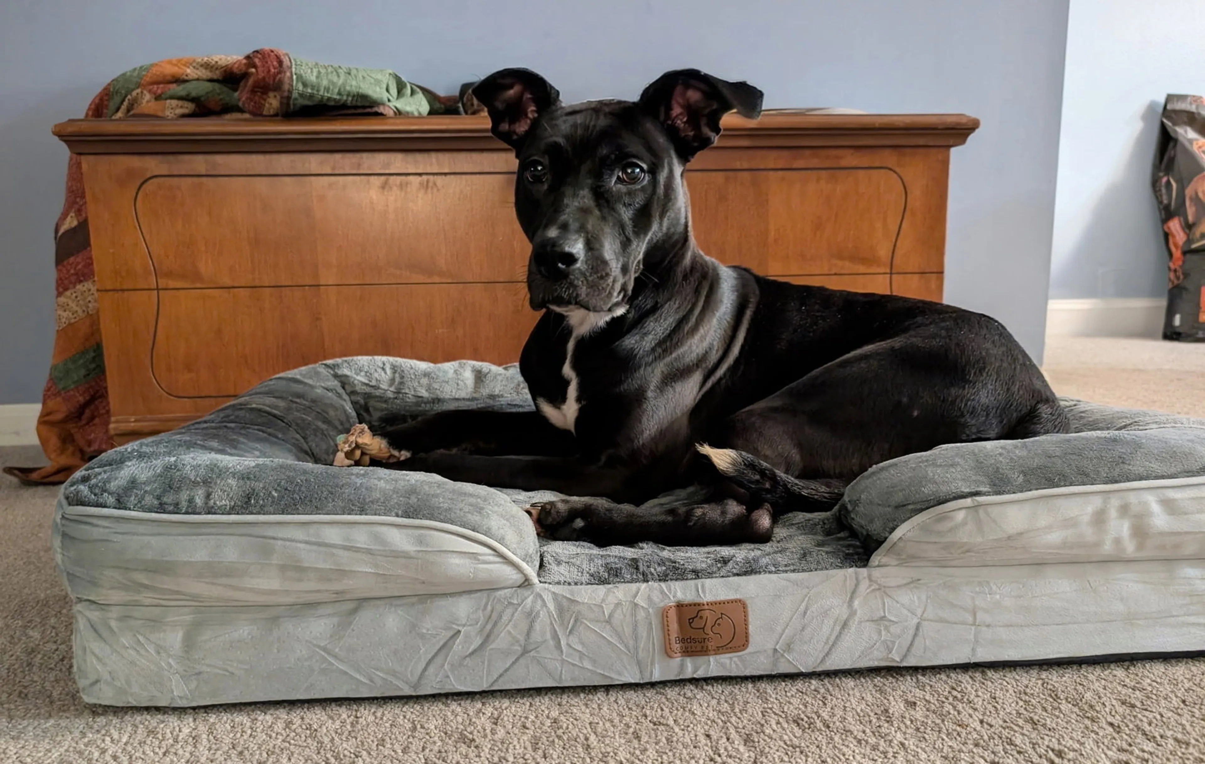 Found pet-11