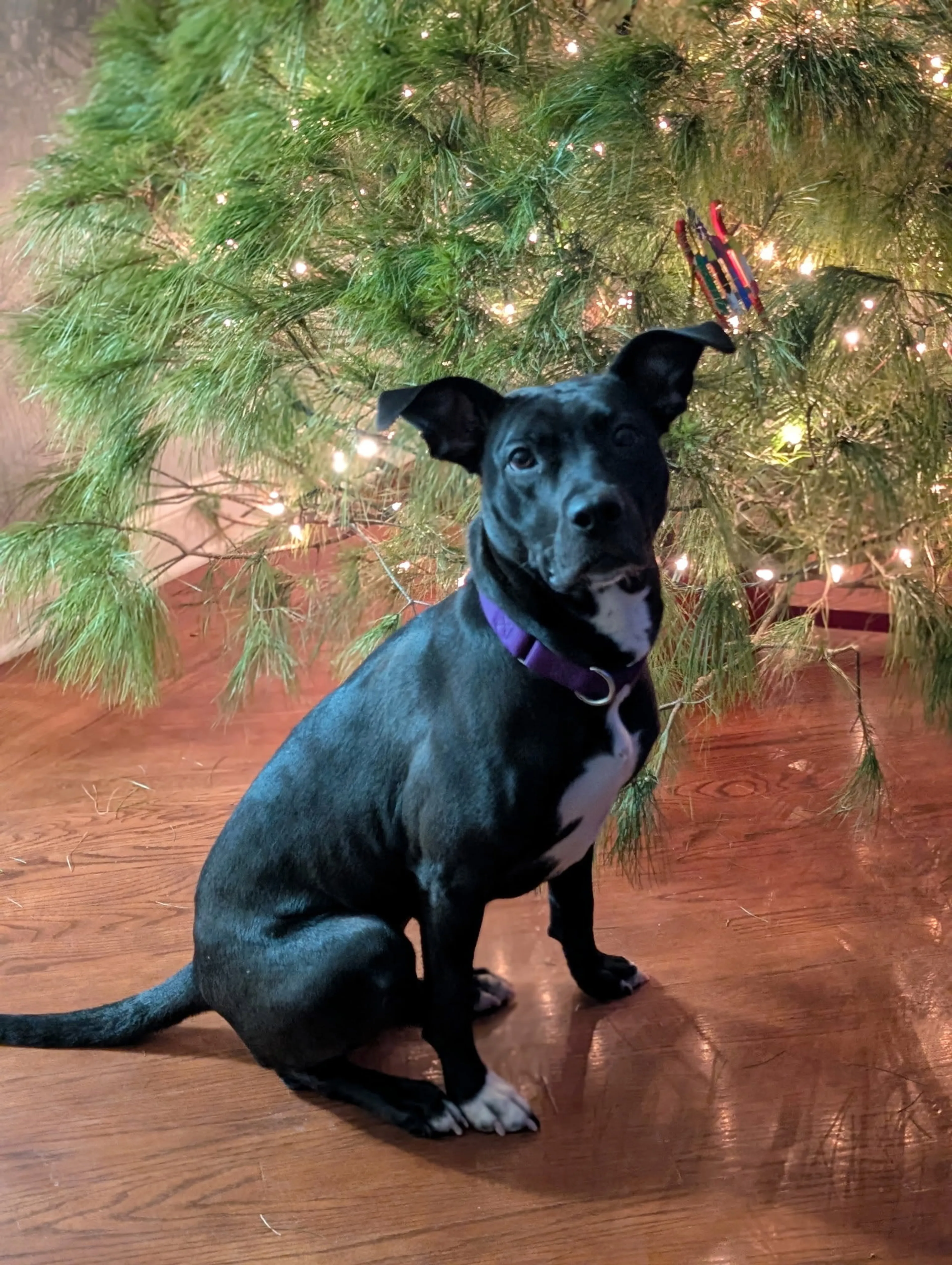 Found pet-3