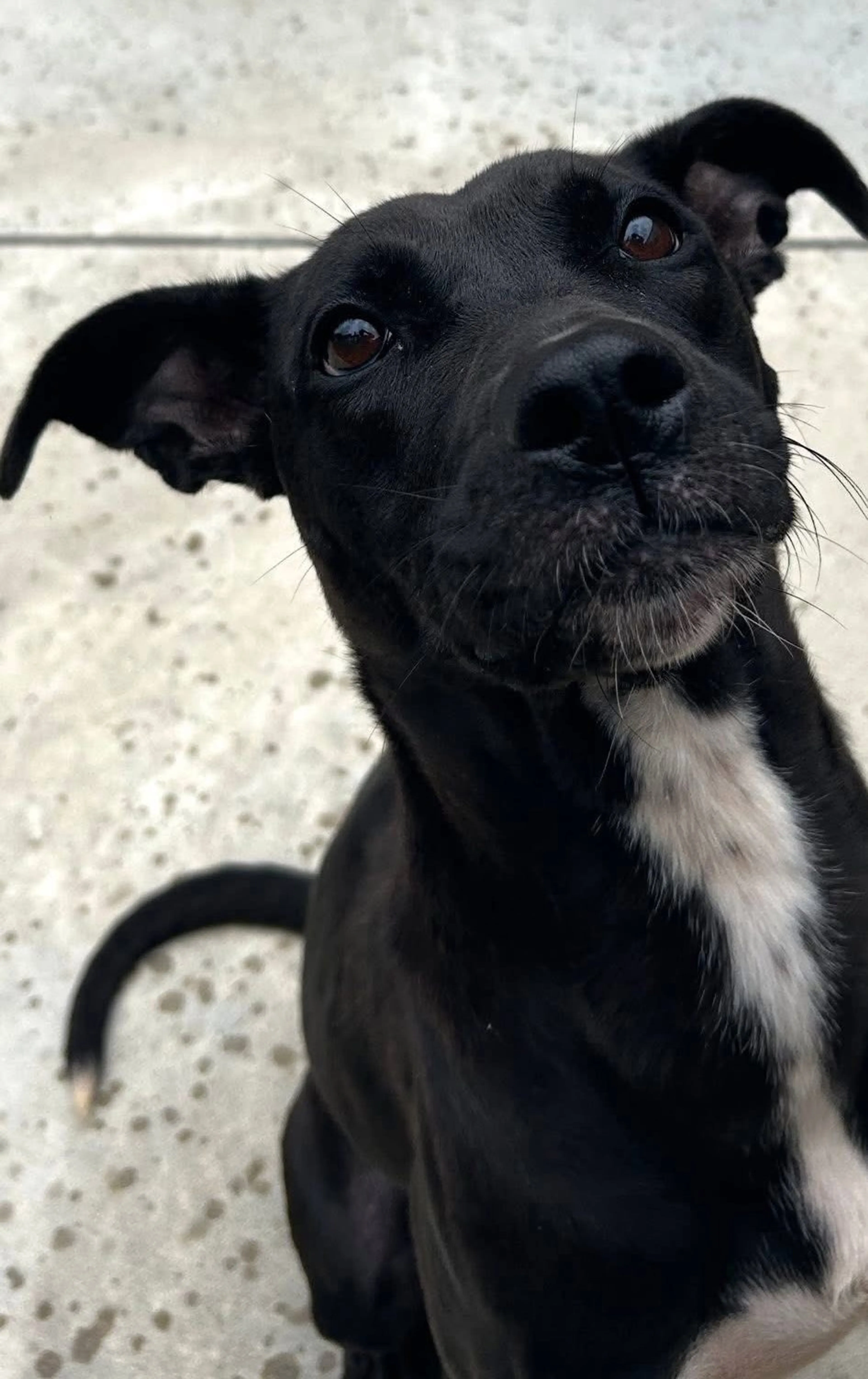 Found pet-14