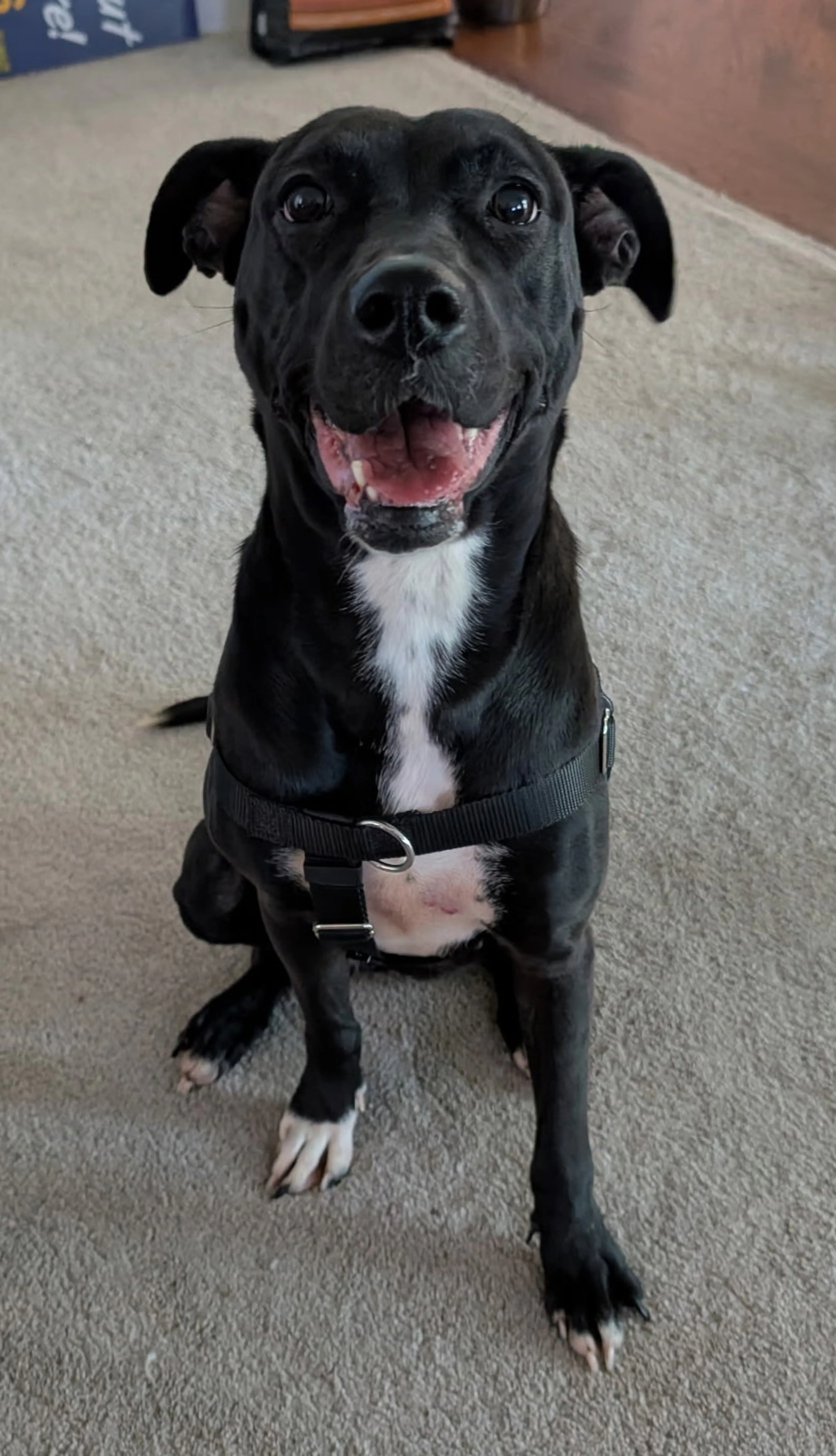 Found pet-2