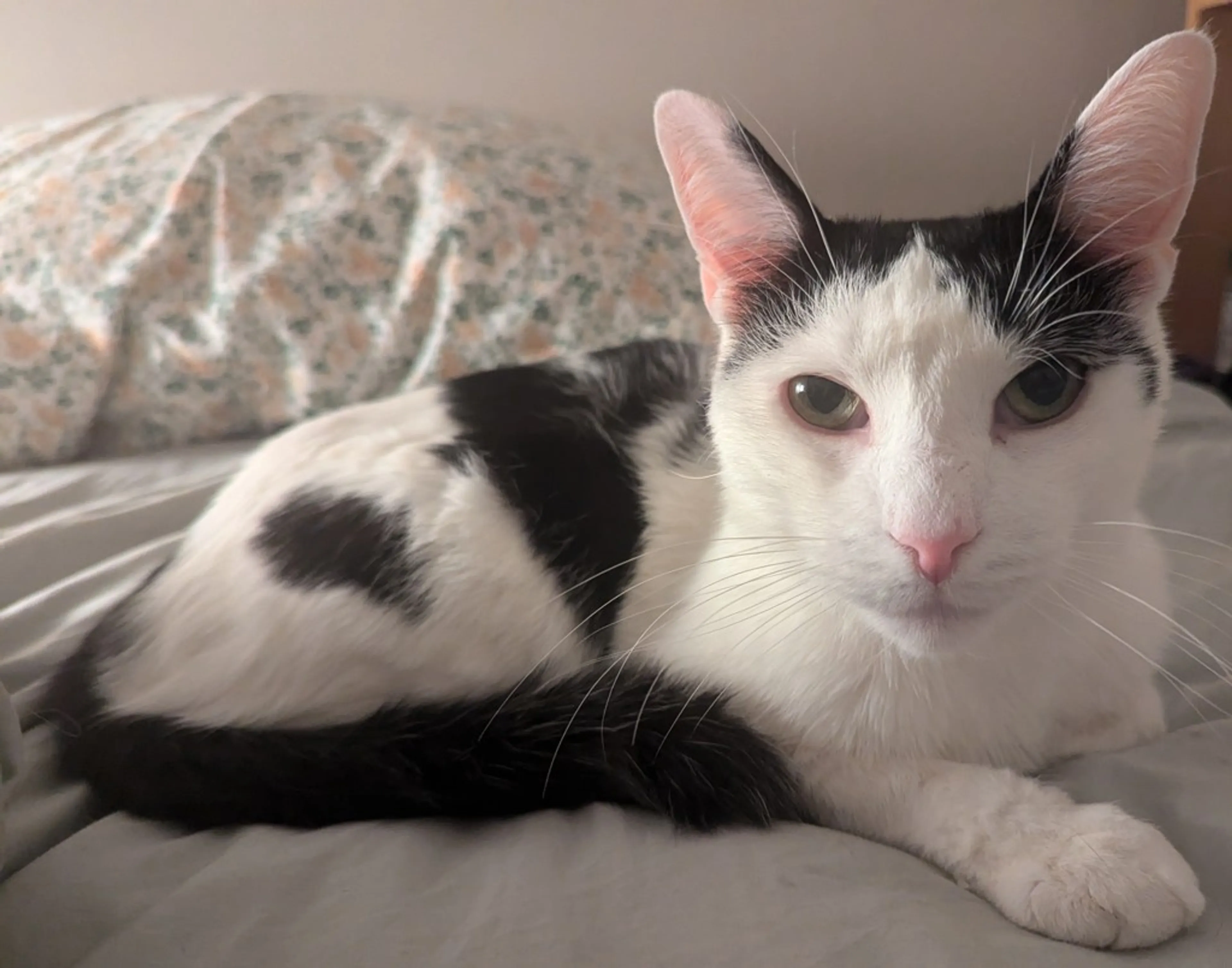Found pet