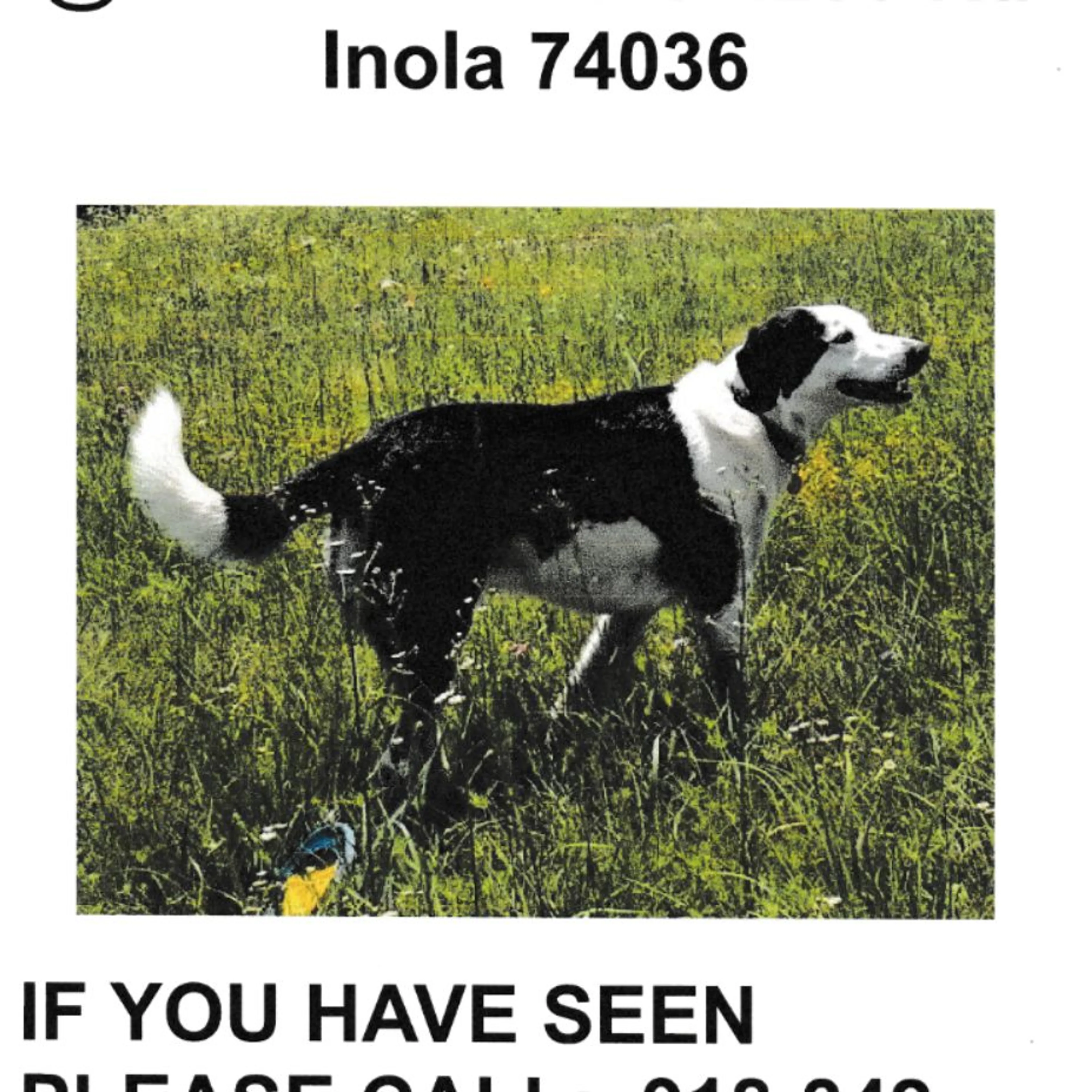 Lost pet