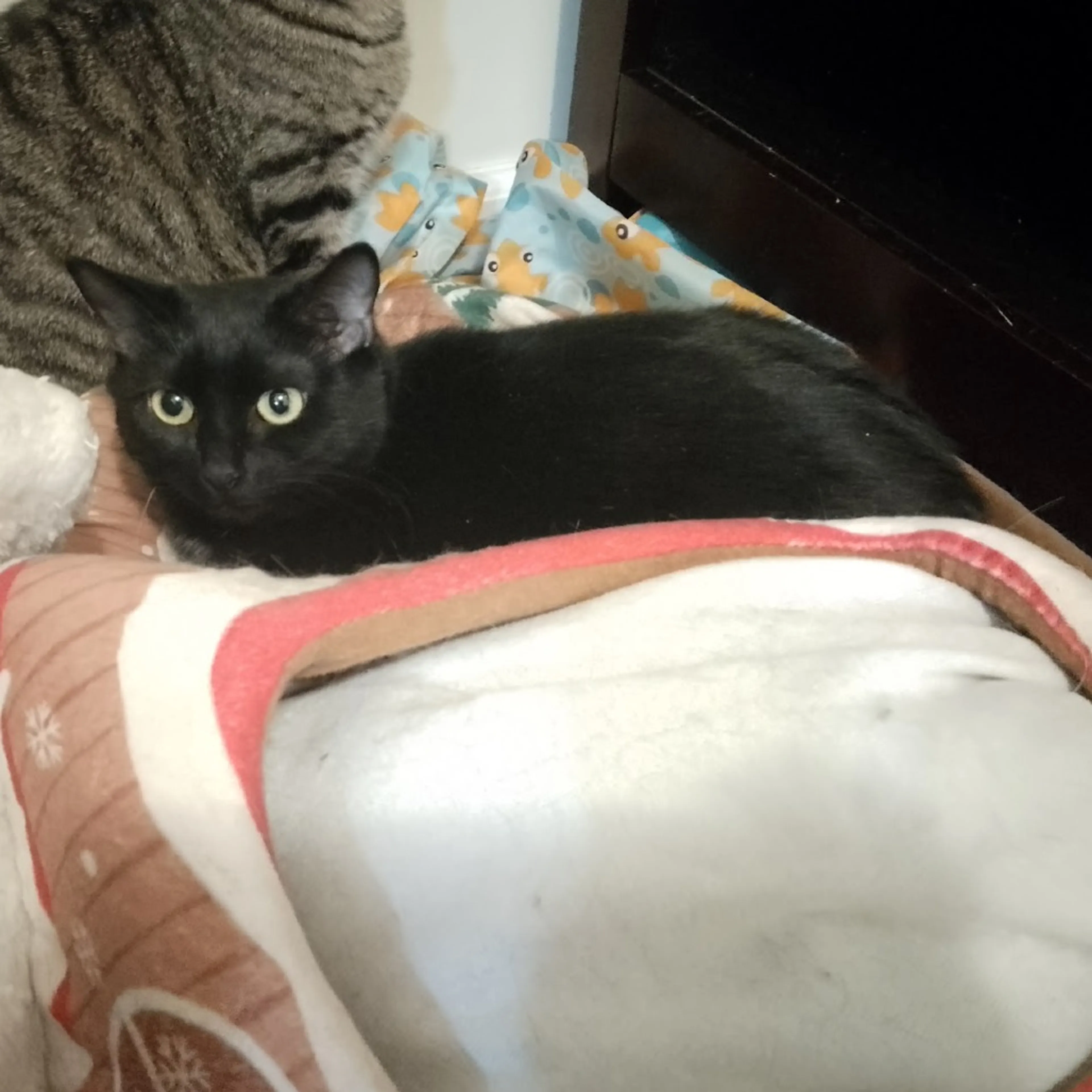 Found pet