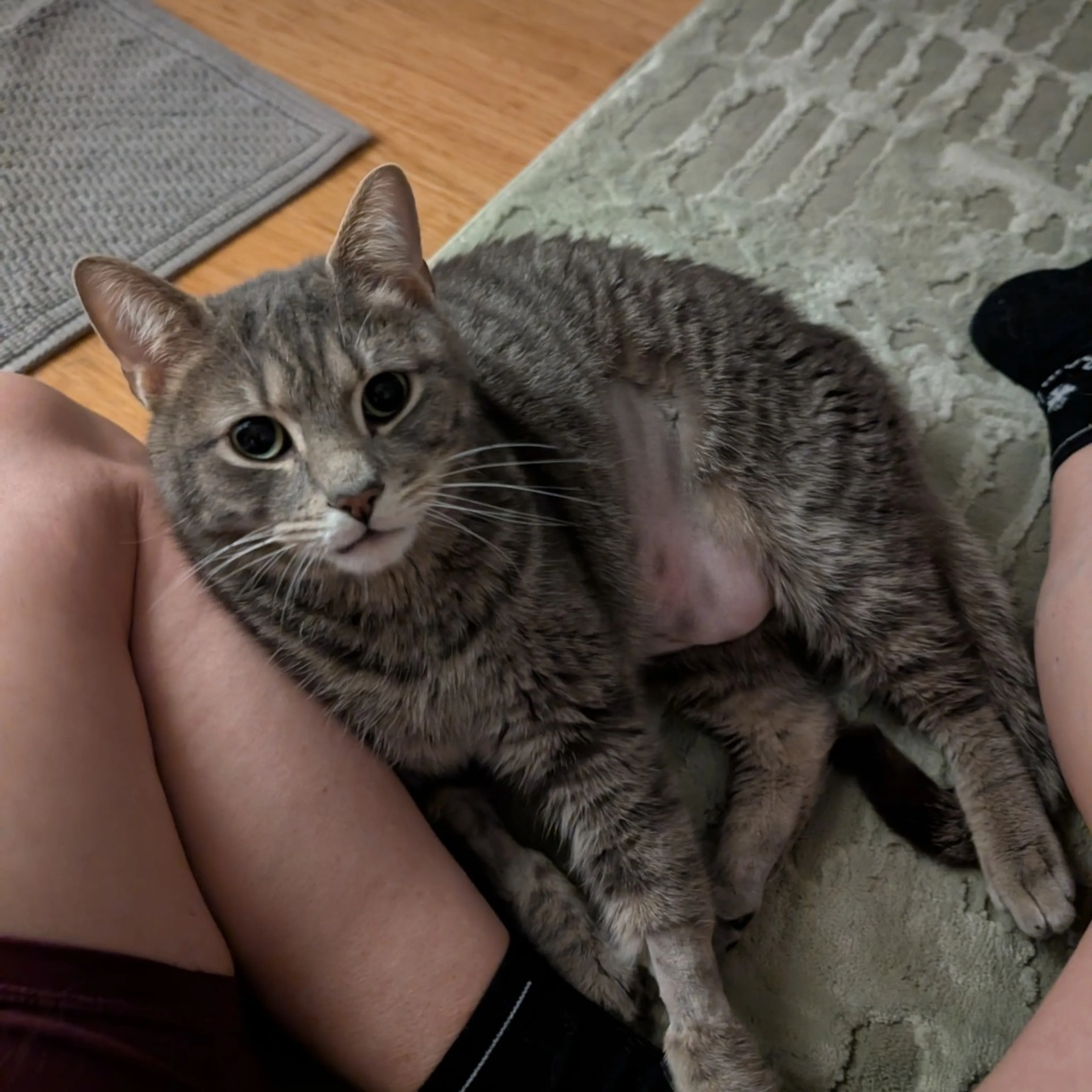 Found pet-8