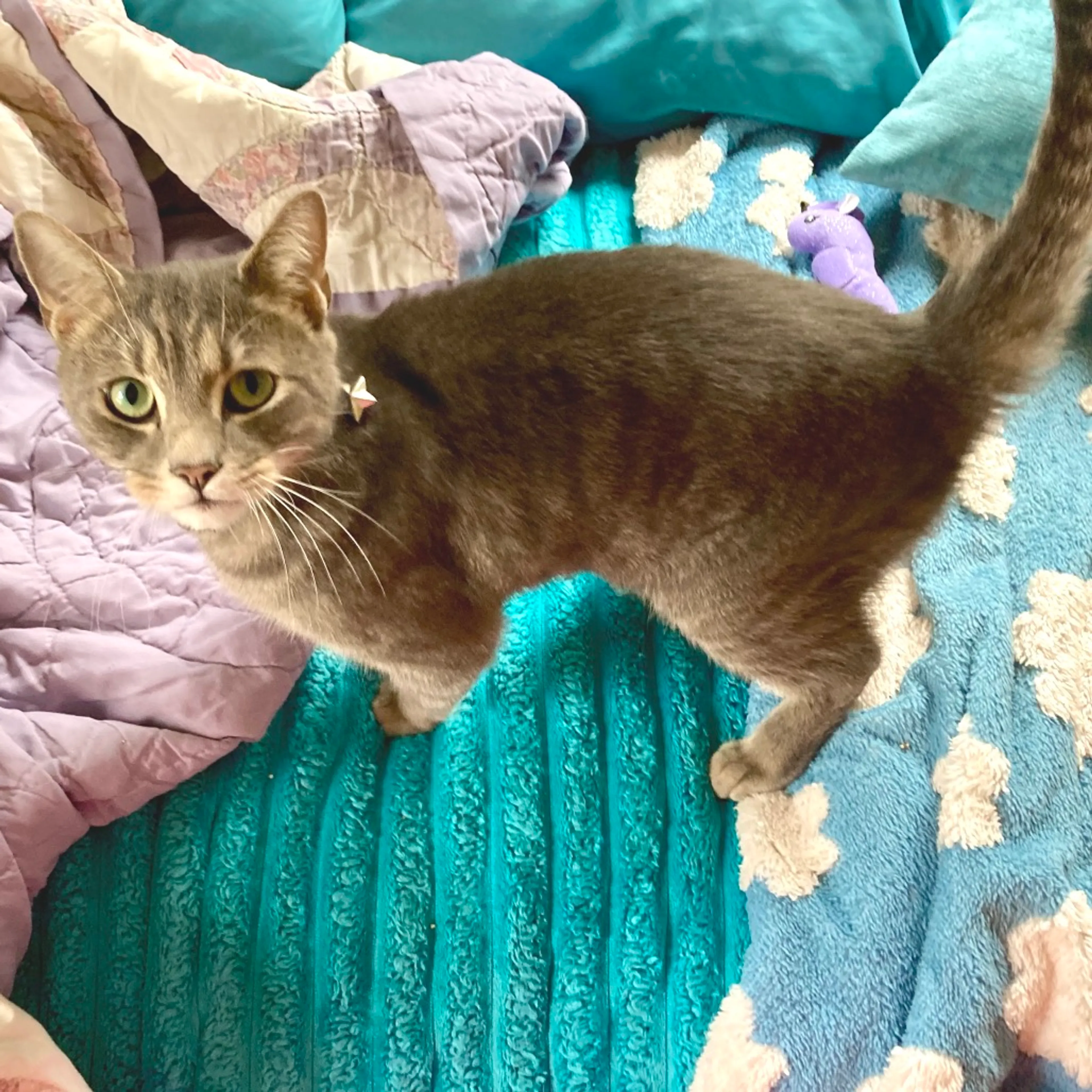 Found pet-2