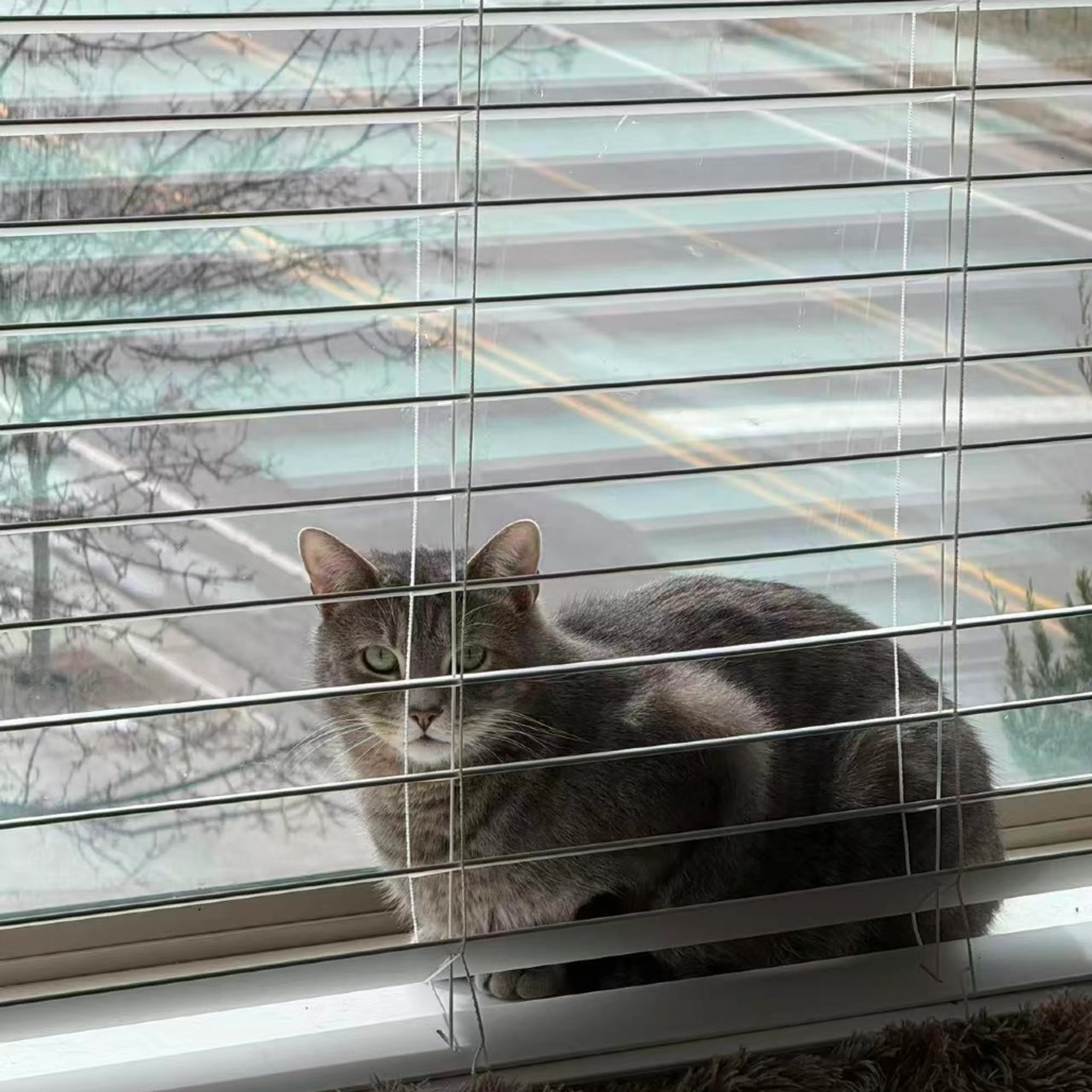 Found pet-5